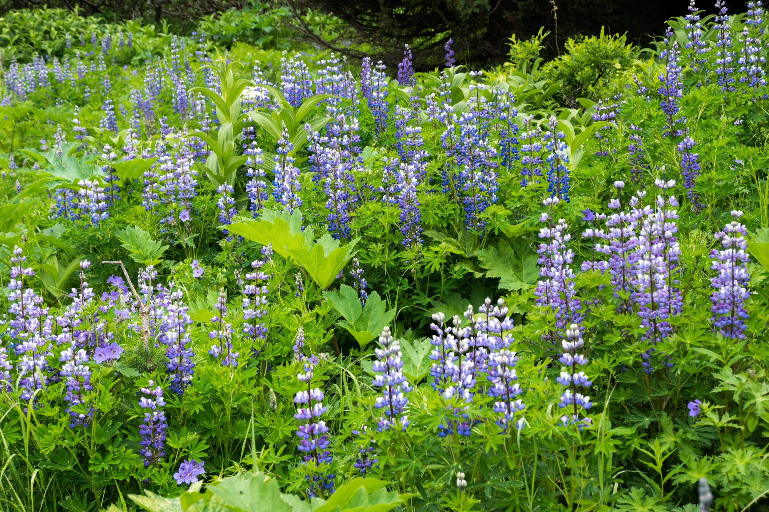 Alaska2013-8.jpg