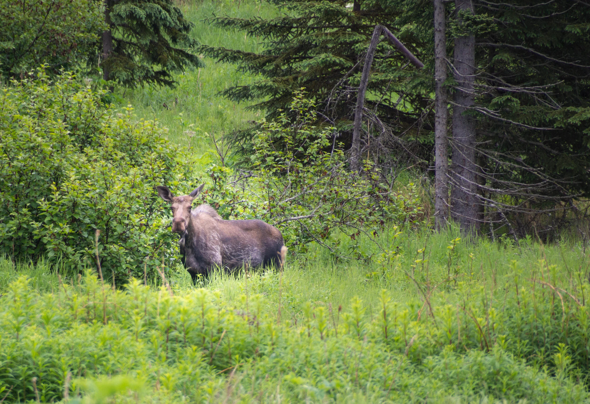 Alaska2013-10.jpg