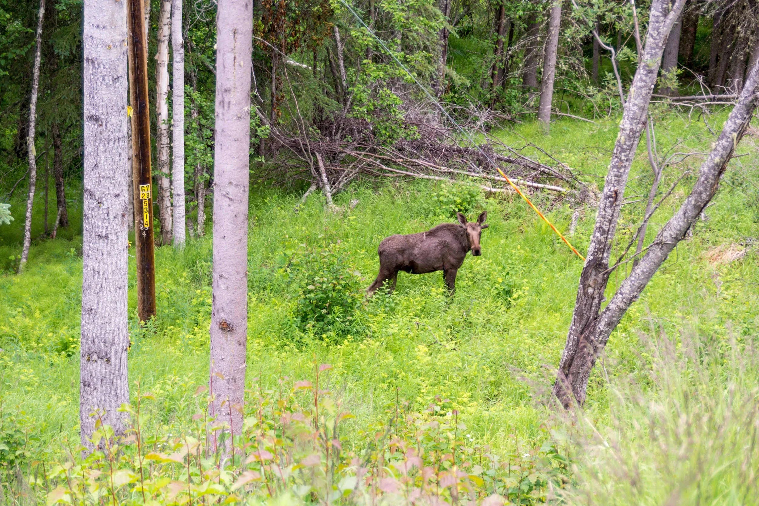Alaska2013-11.jpg