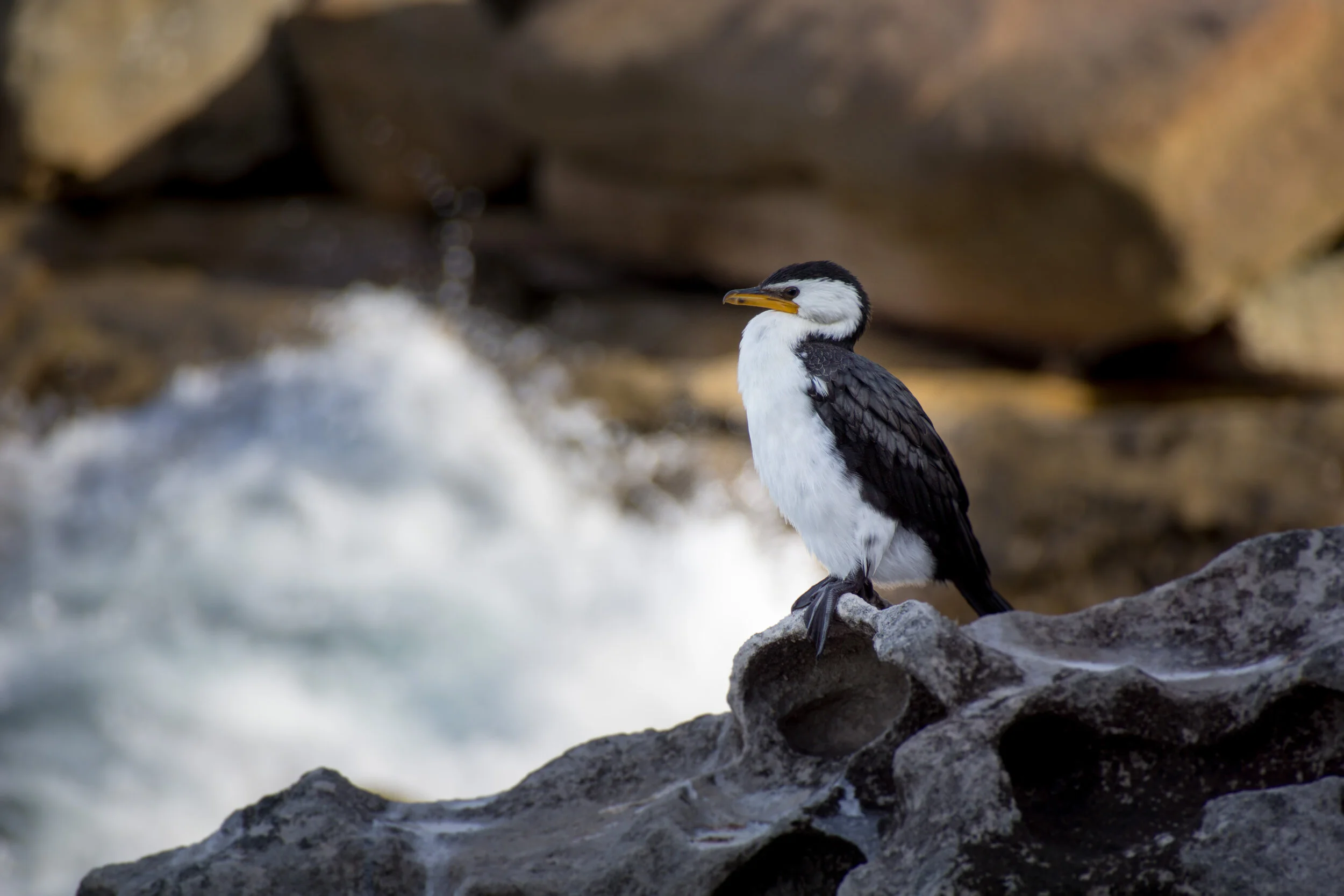 Australia2013-4.jpg