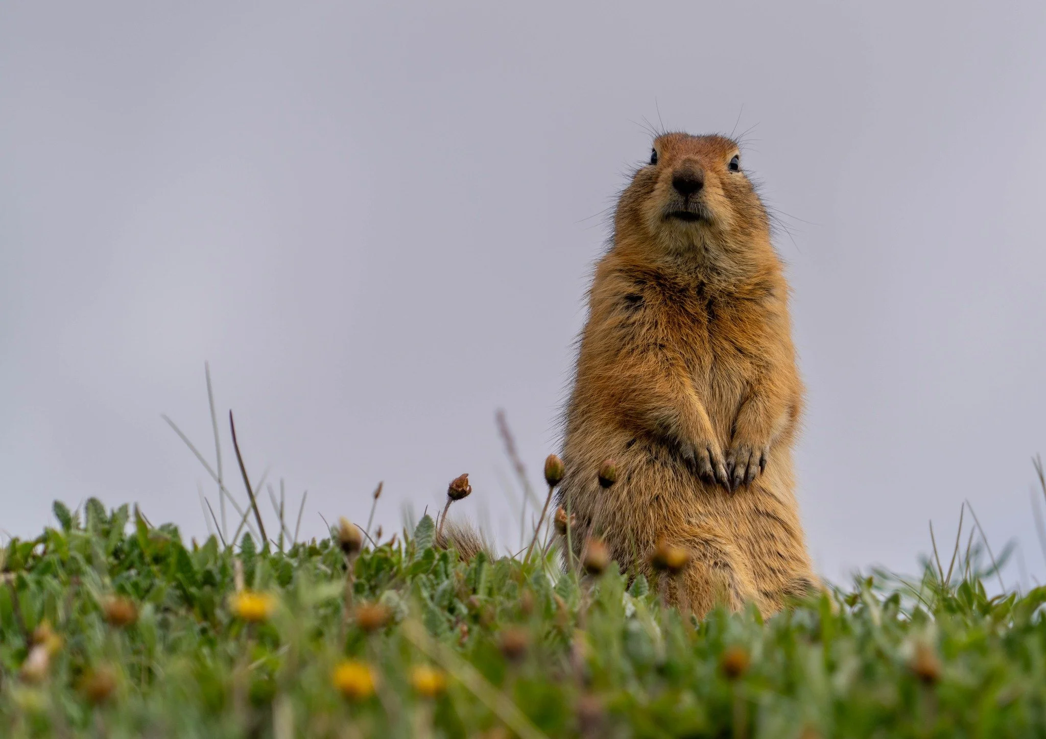 Composing in the Wilderness 2024