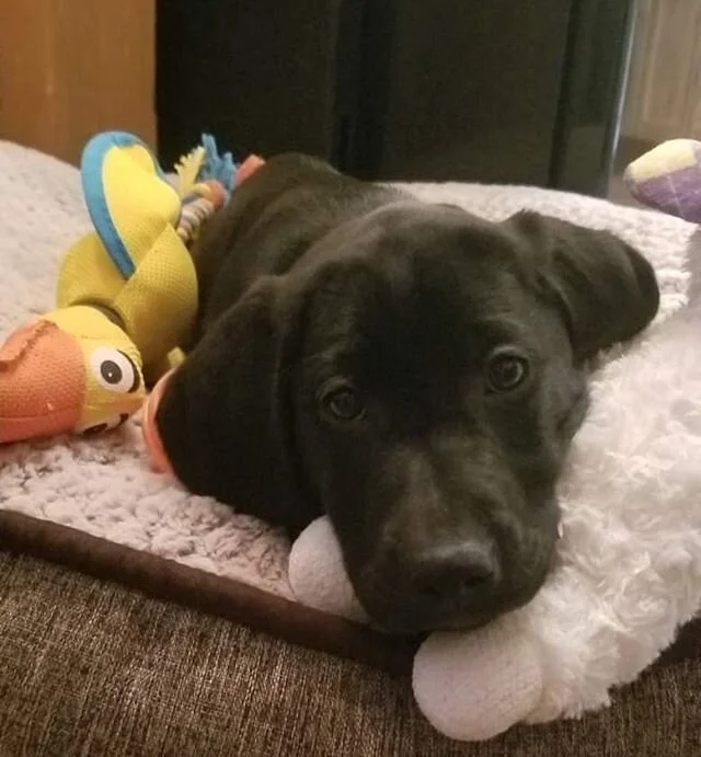 This is Nya. She is a new addition to our little family ❤