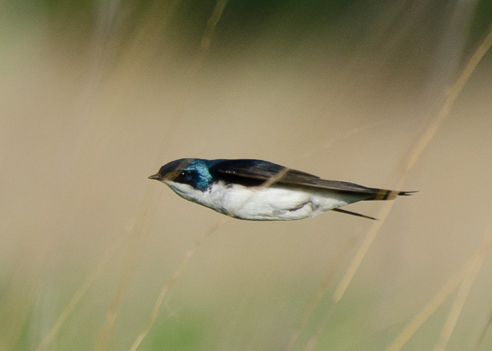 Swallow-in-flight.jpg