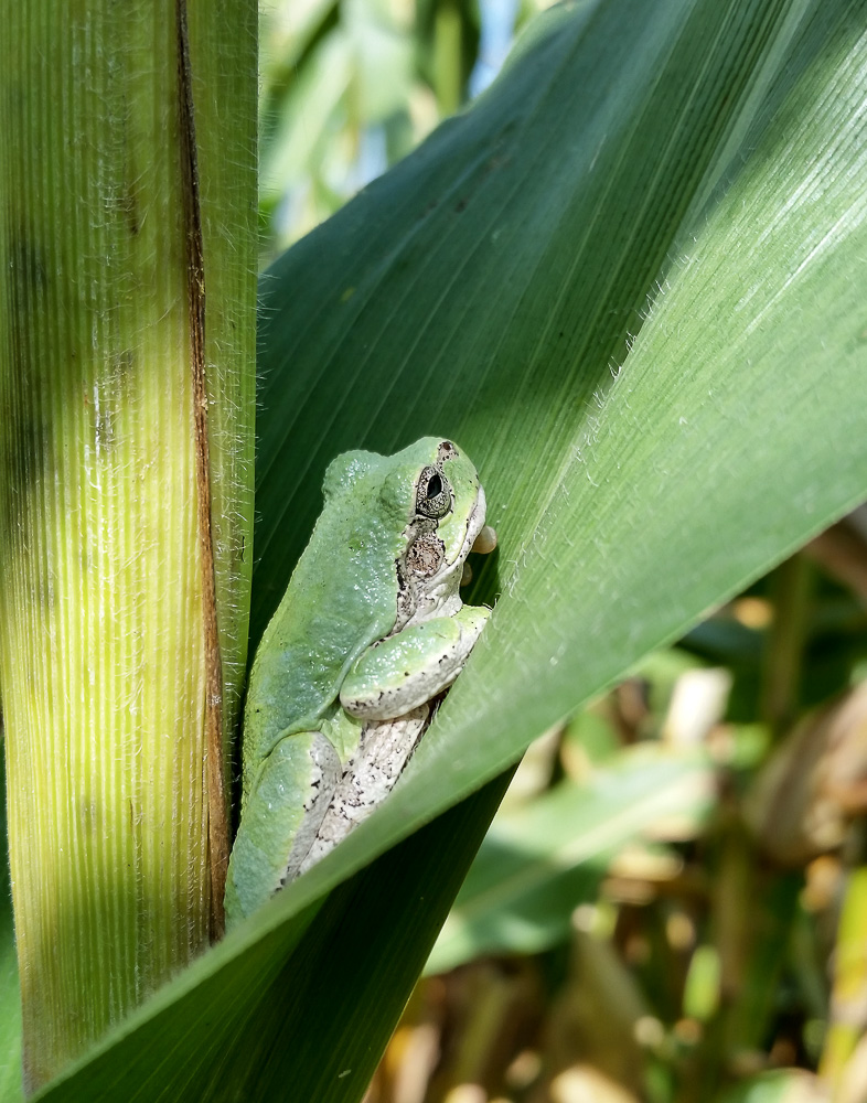 corn-on-the-frog-web.jpg