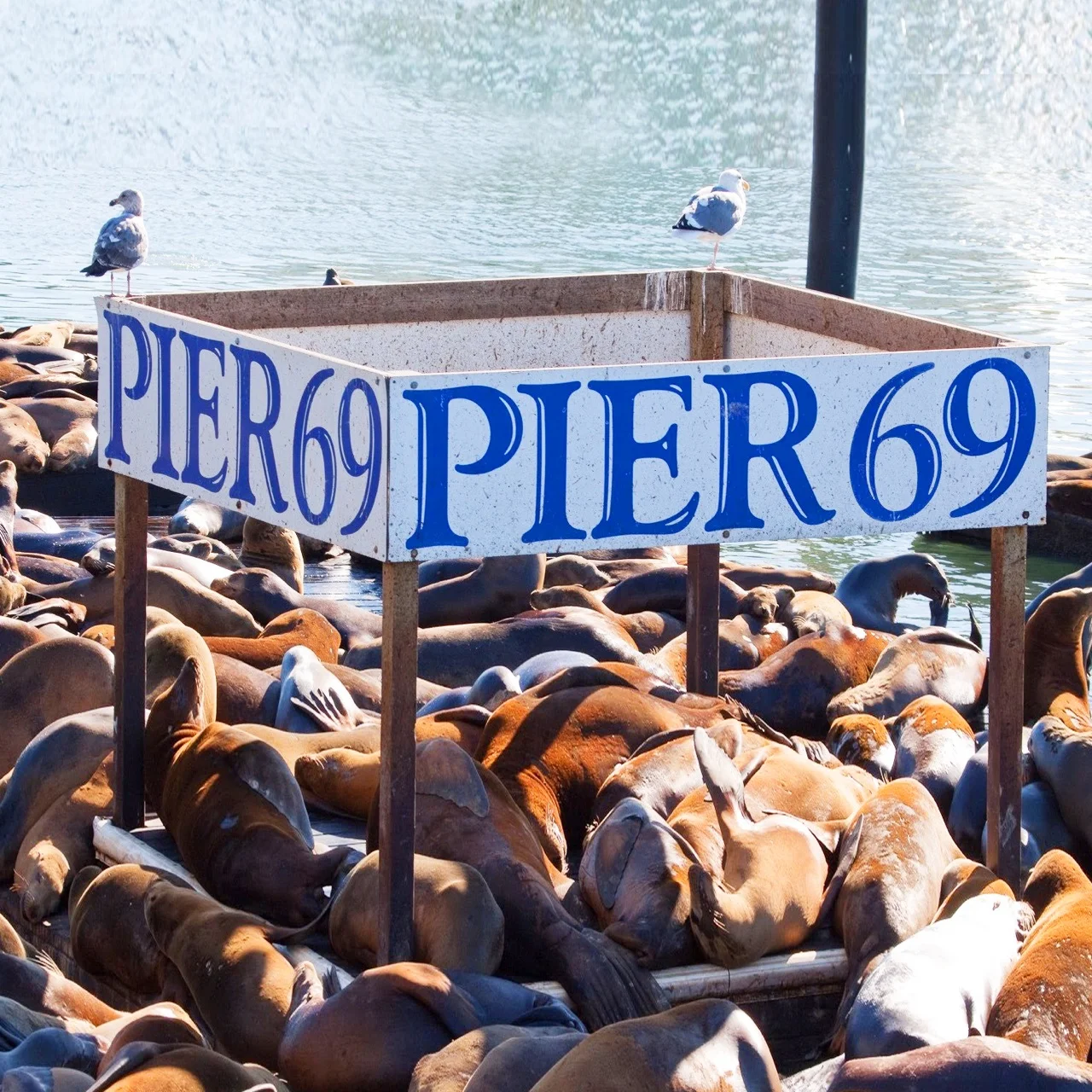 Pier69.jpeg