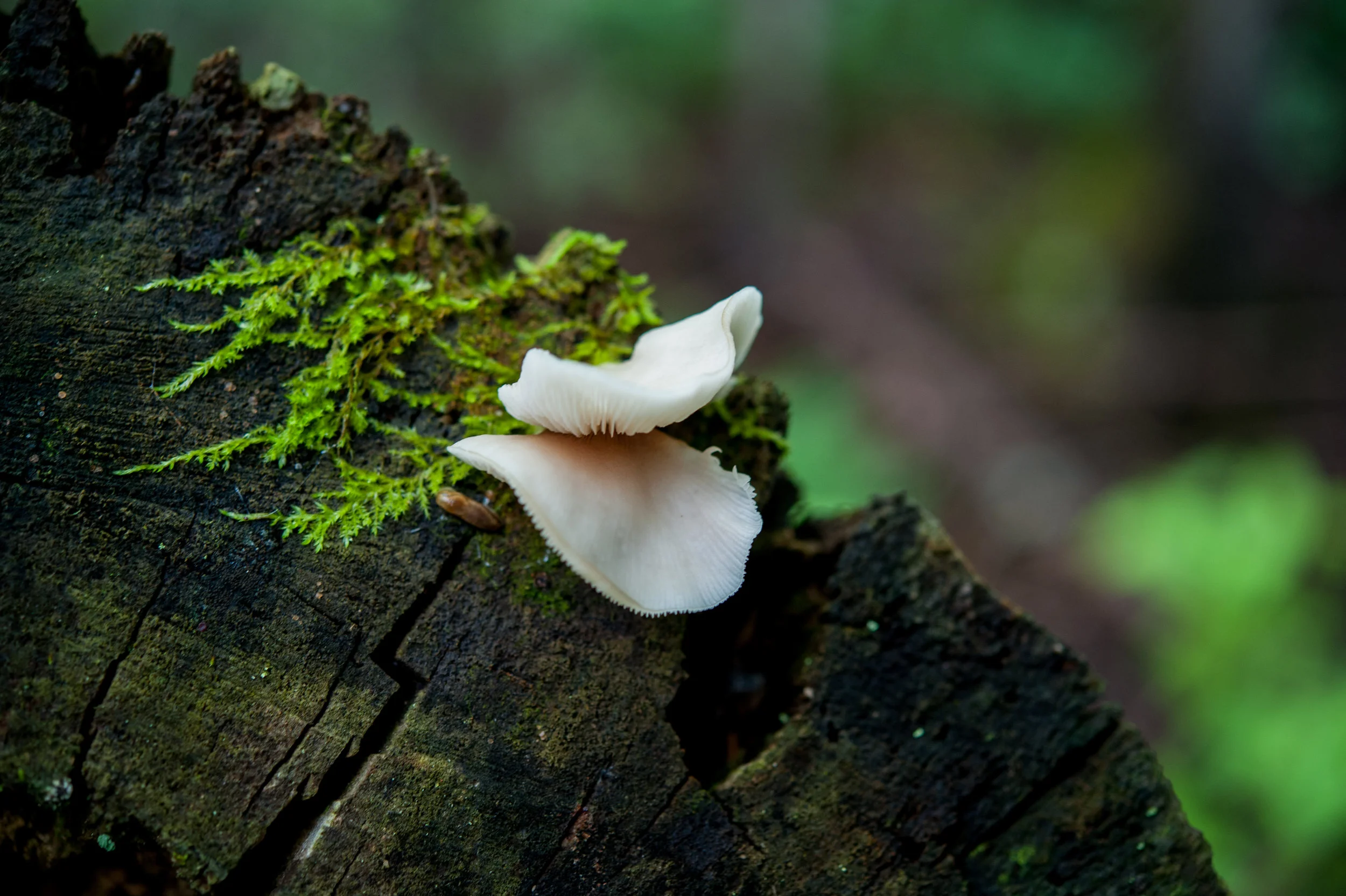 DSC_0088.jpg
