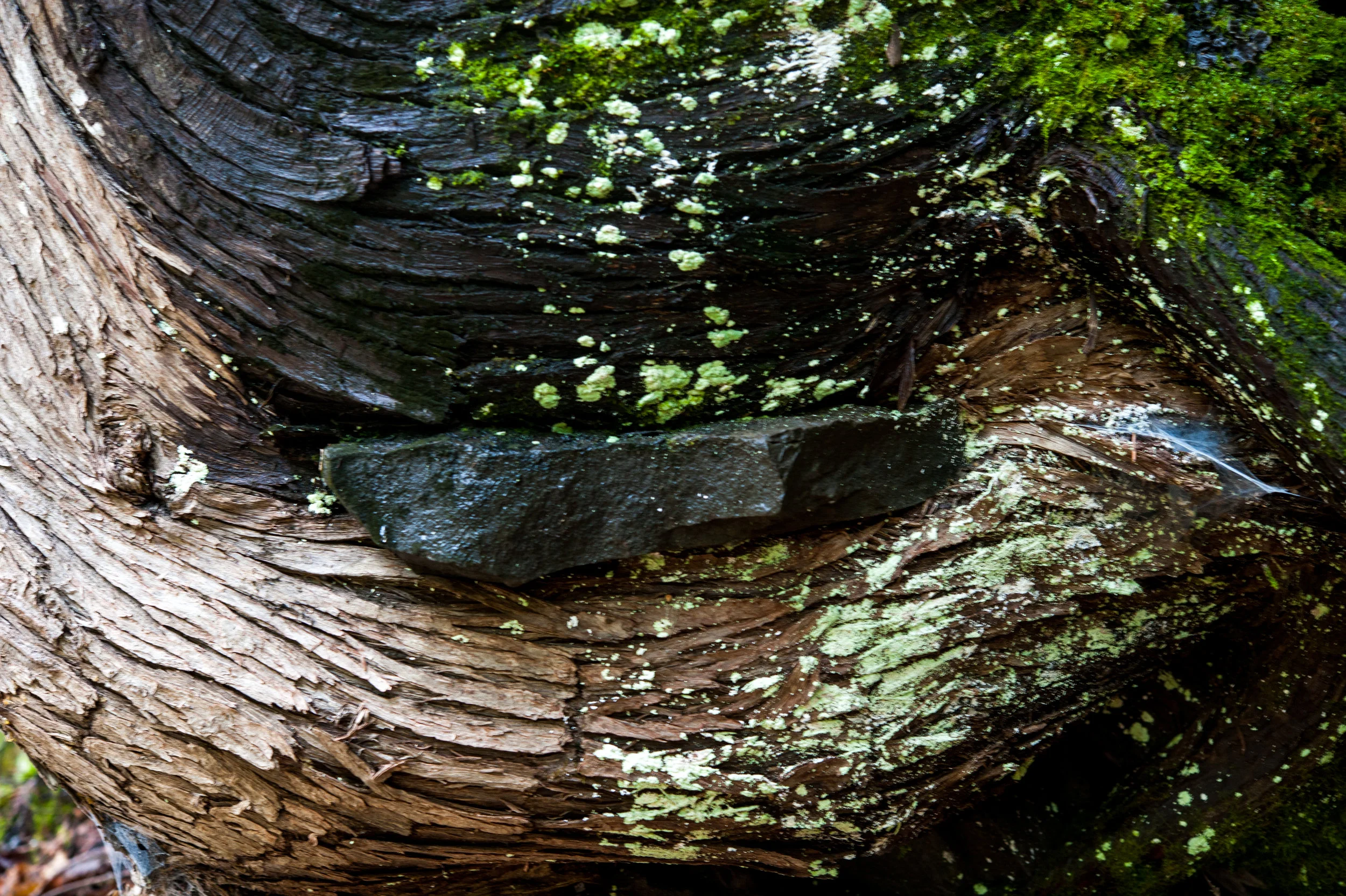 DSC_0068.jpg