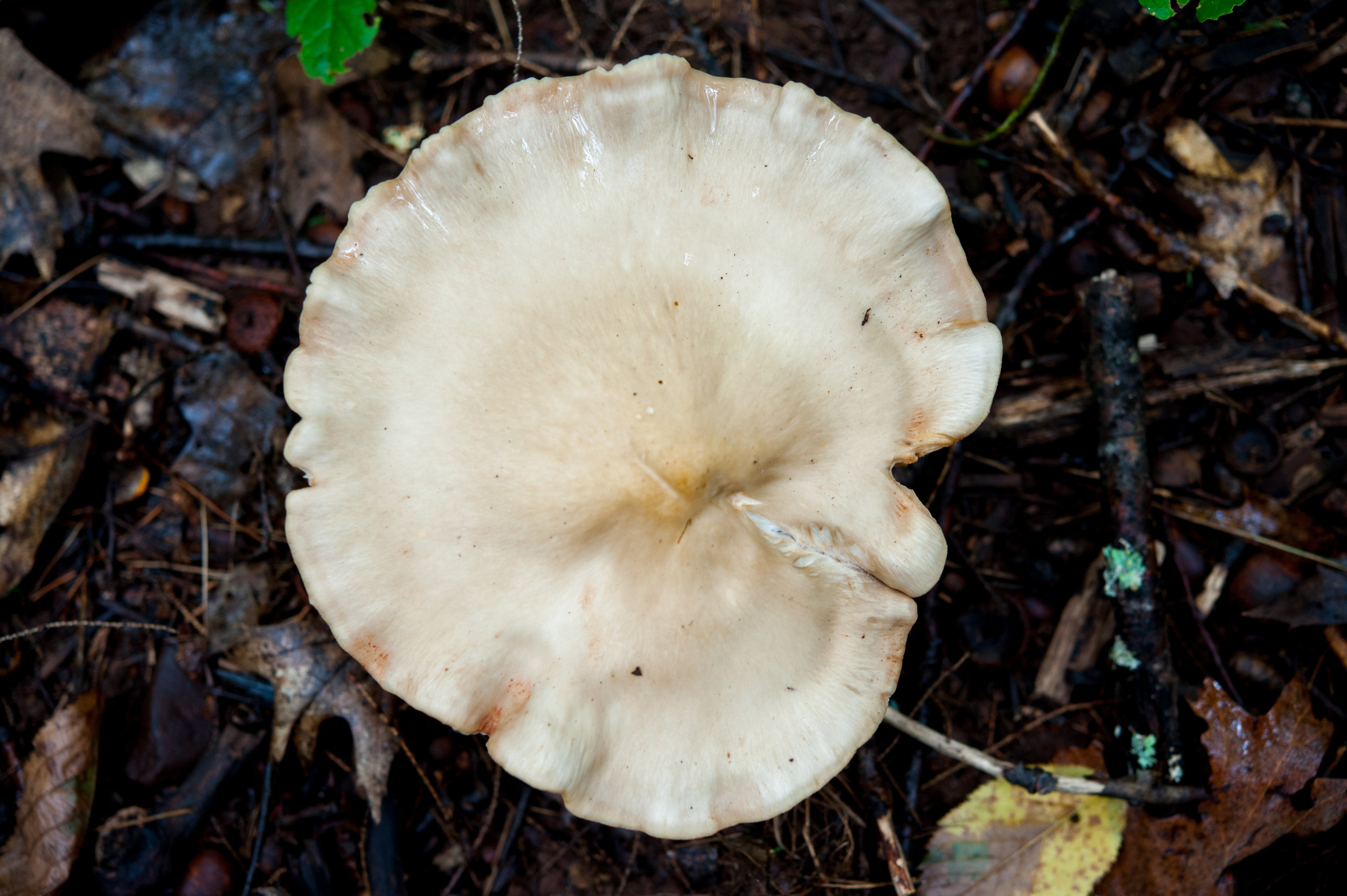 DSC_9921.jpg