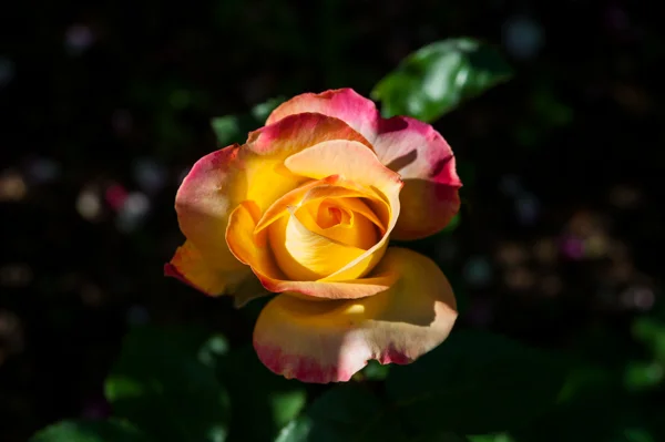 DSC_8957.jpg