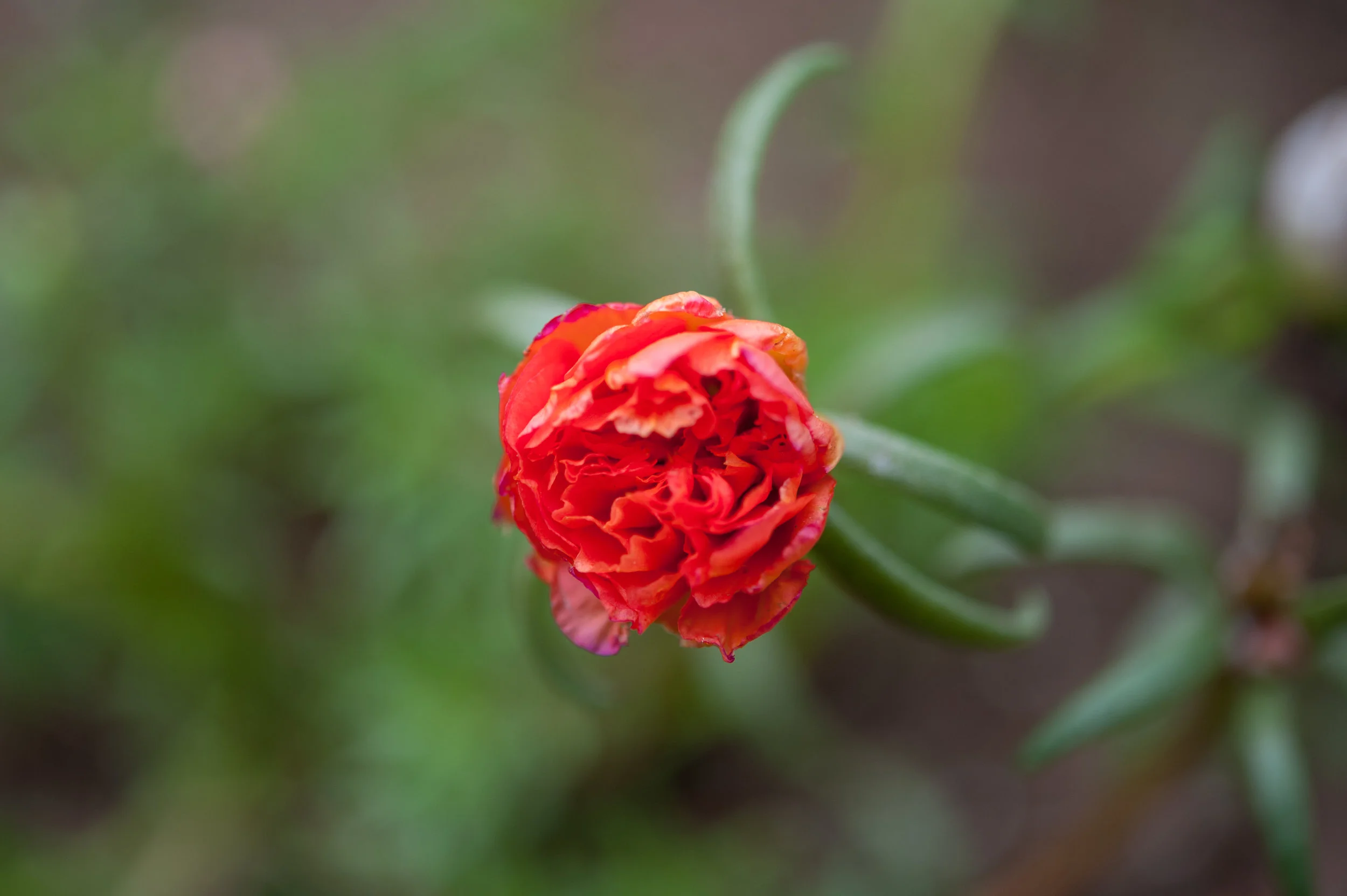 DSC_9175.jpg