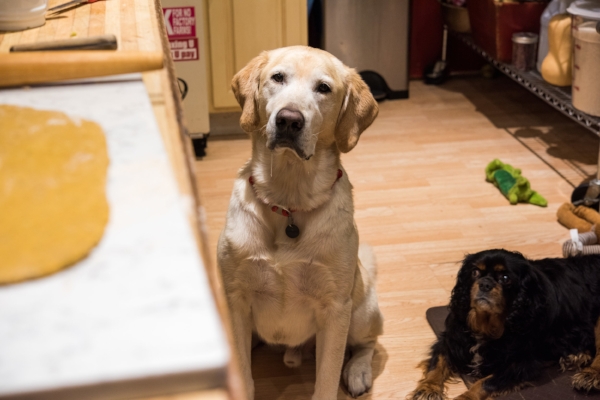 Pumpkin & Peanut Butter Treats for the Pups