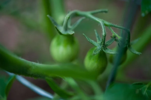 When Life Gives You Green Tomatoes Part Two 