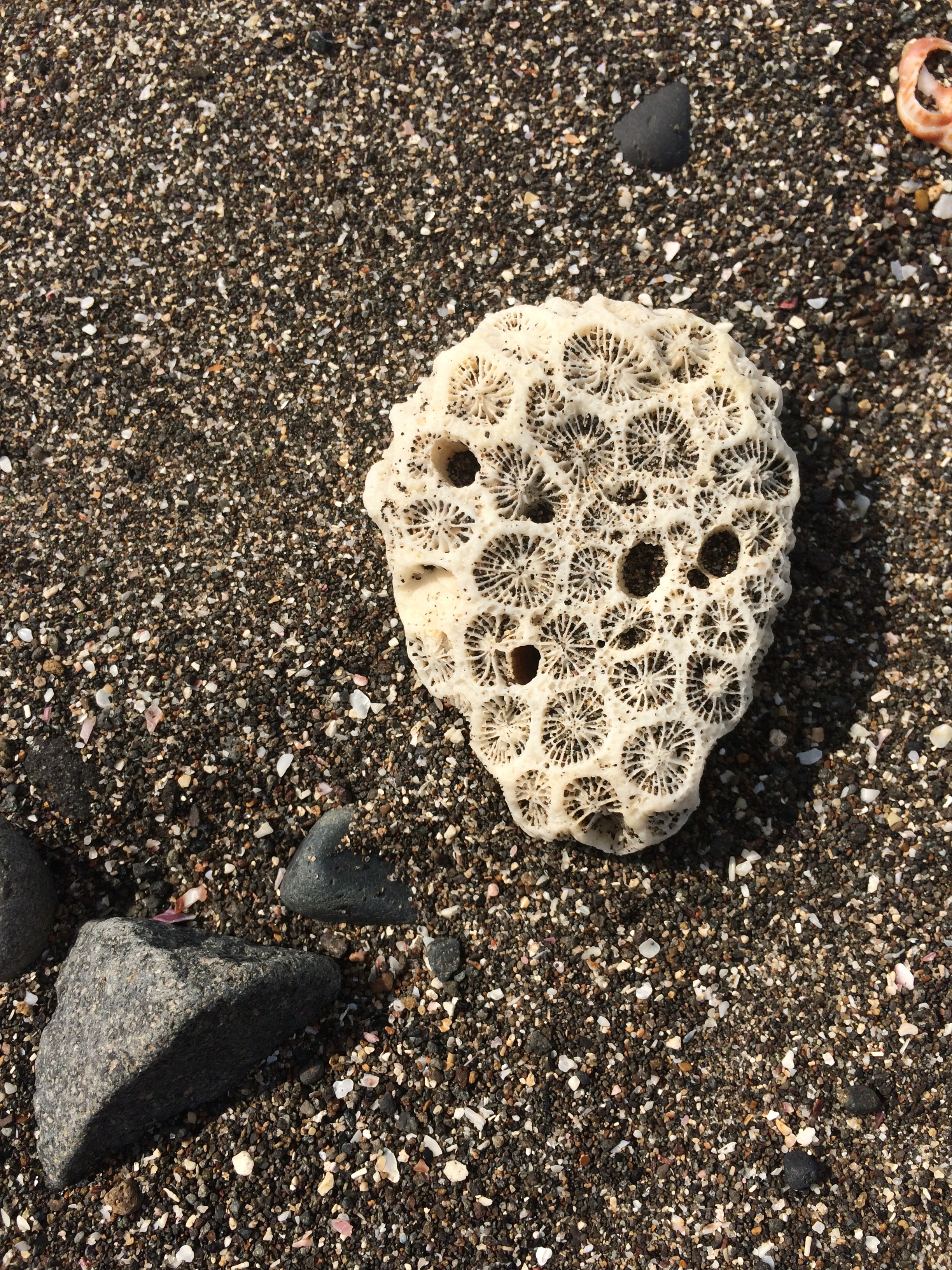  Day 1: Brain Coral 