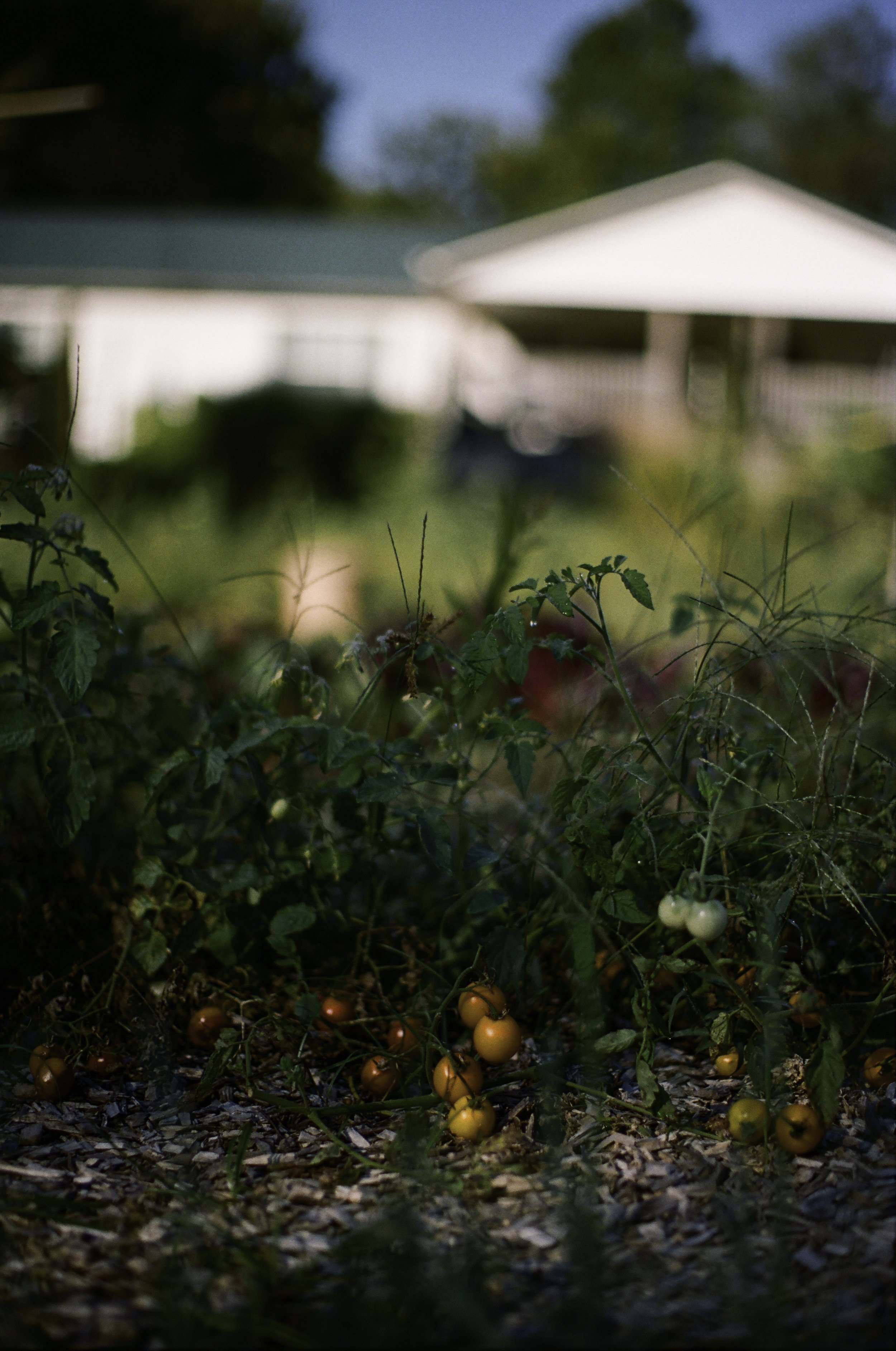 Hudson Farms grows cherry tomatoes, green onions, squash, basil and more.