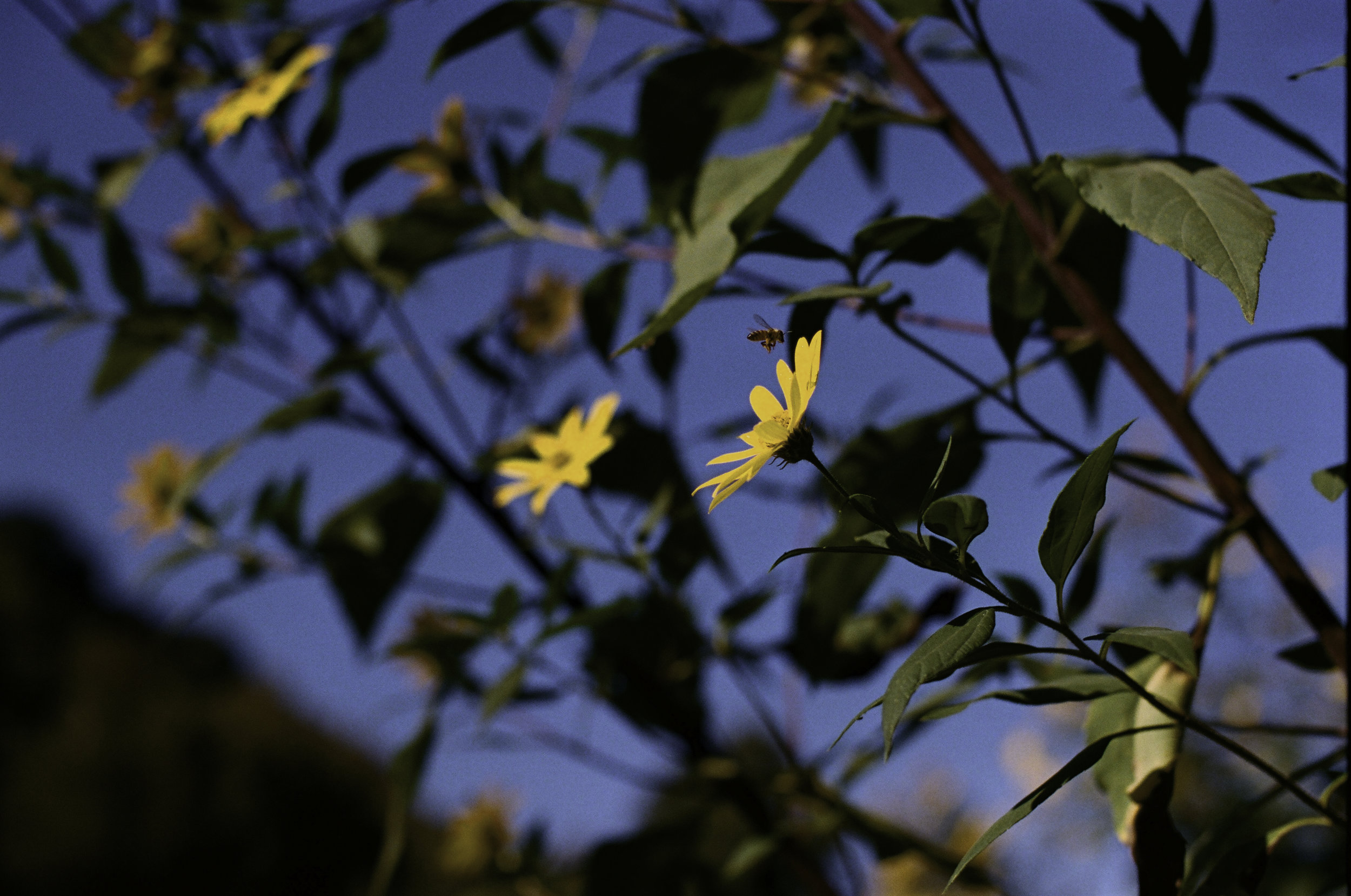  An integral part of Hudson Farms' organic strategy is to plant specific flowers that attract beneficial insects like bees. 