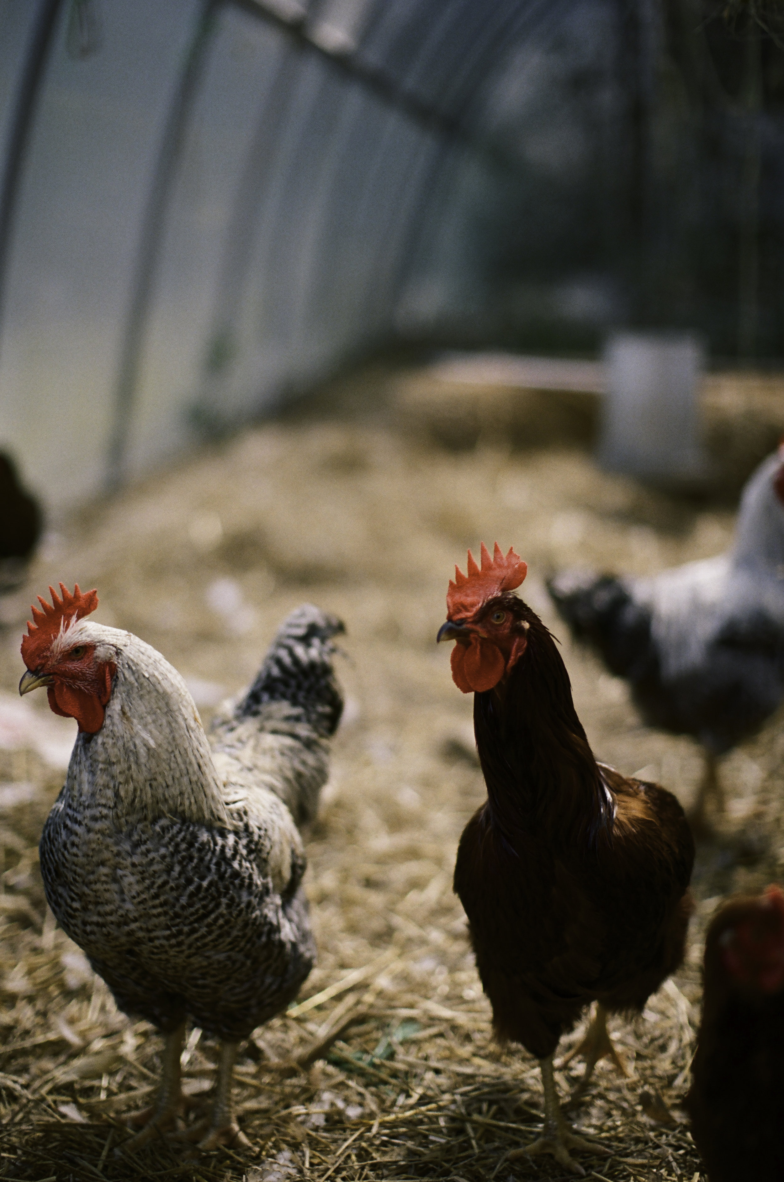  Chickens, nature's alarm clock. 