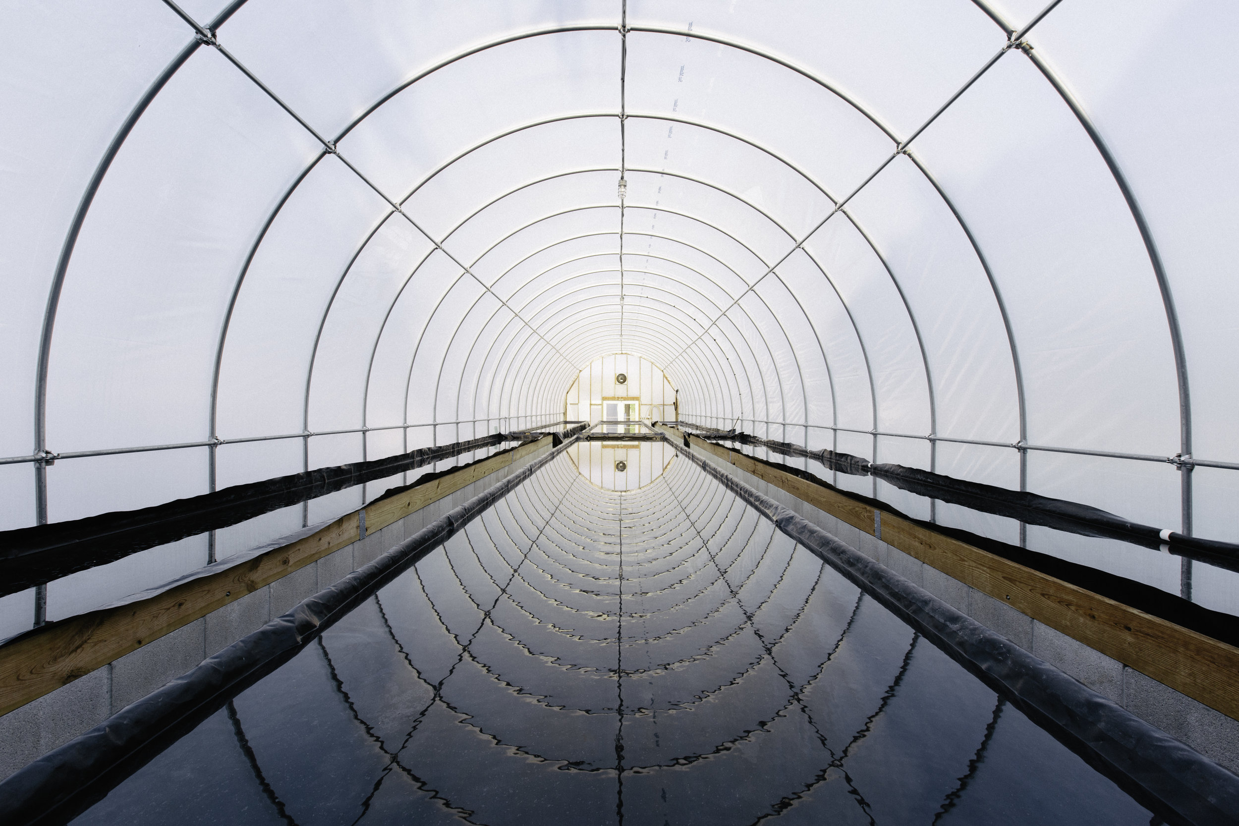  After being pumped into external drums, the brine is pumped into sunhouses to evaporate by the sun. Temperatures reach up to 150° &nbsp; F dictating work here to be completed before noon. 