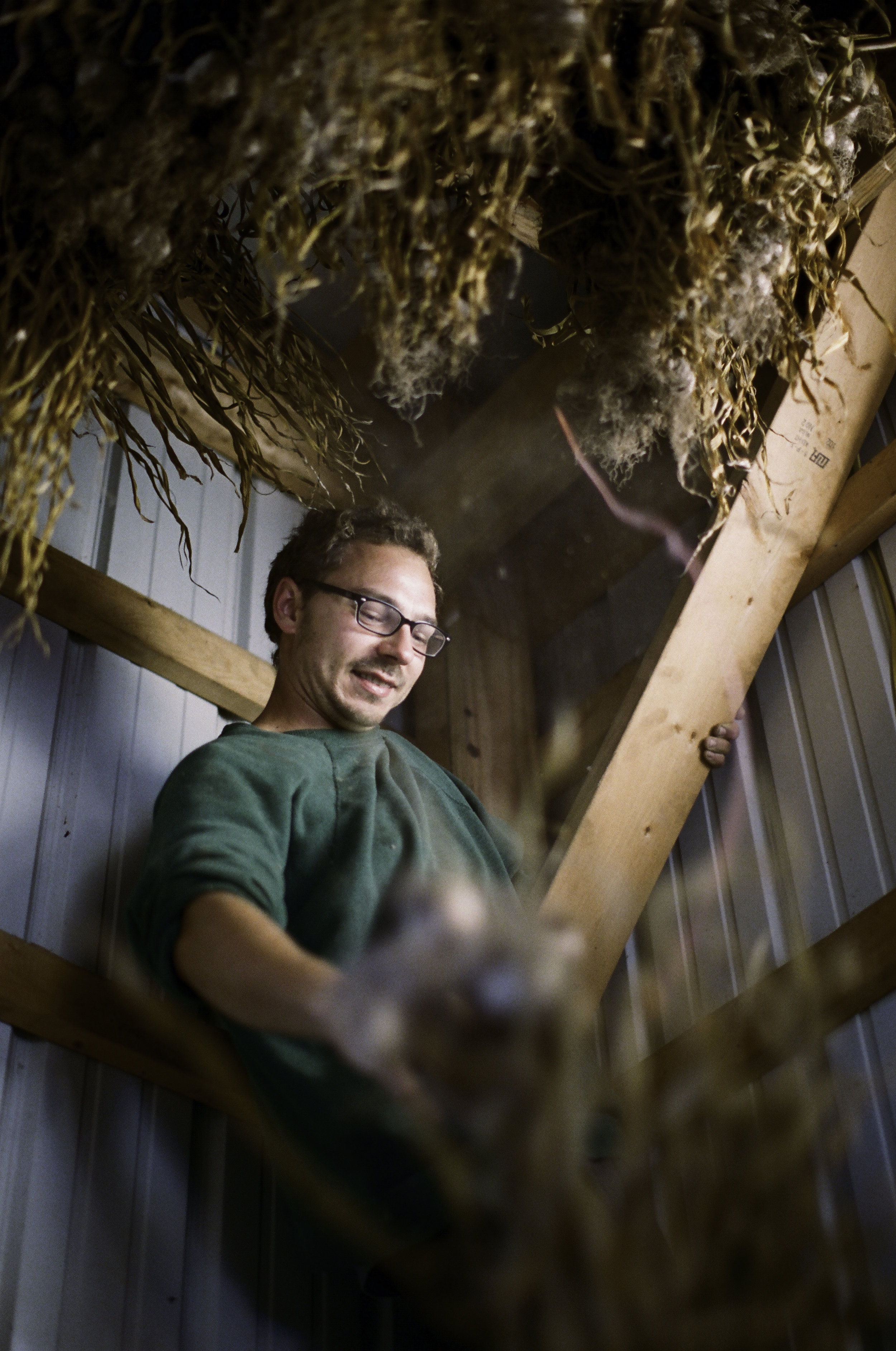  Scott Skrabal cutting down garlic from the rafters. He hopes to have his own one acre farm.&nbsp;"There seem to be a lot of younger people getting into farming but it’s definitely an old people’s game." According to the USDA, in 2012, the average ag