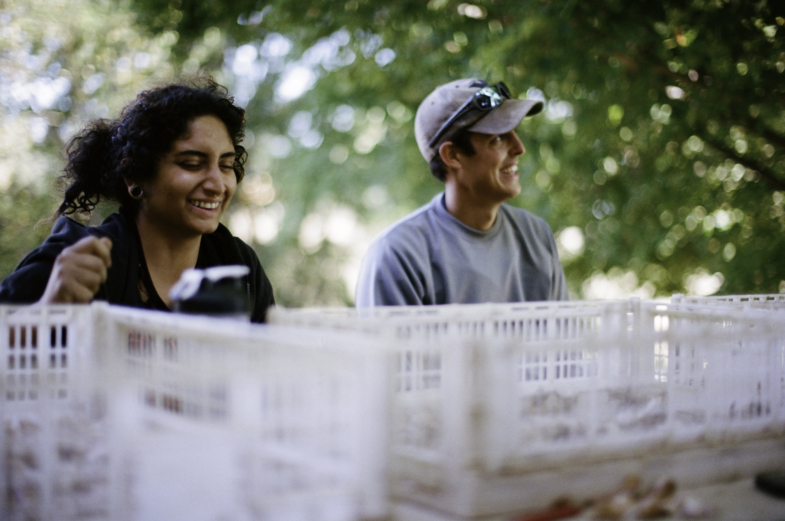  Zahra  Hooshyar  and  Gerardo Patron-Cano are pursuing careers in agriculture.&nbsp; They broke open roughly 2500 cloves and competed to see who could find the biggest one. 
