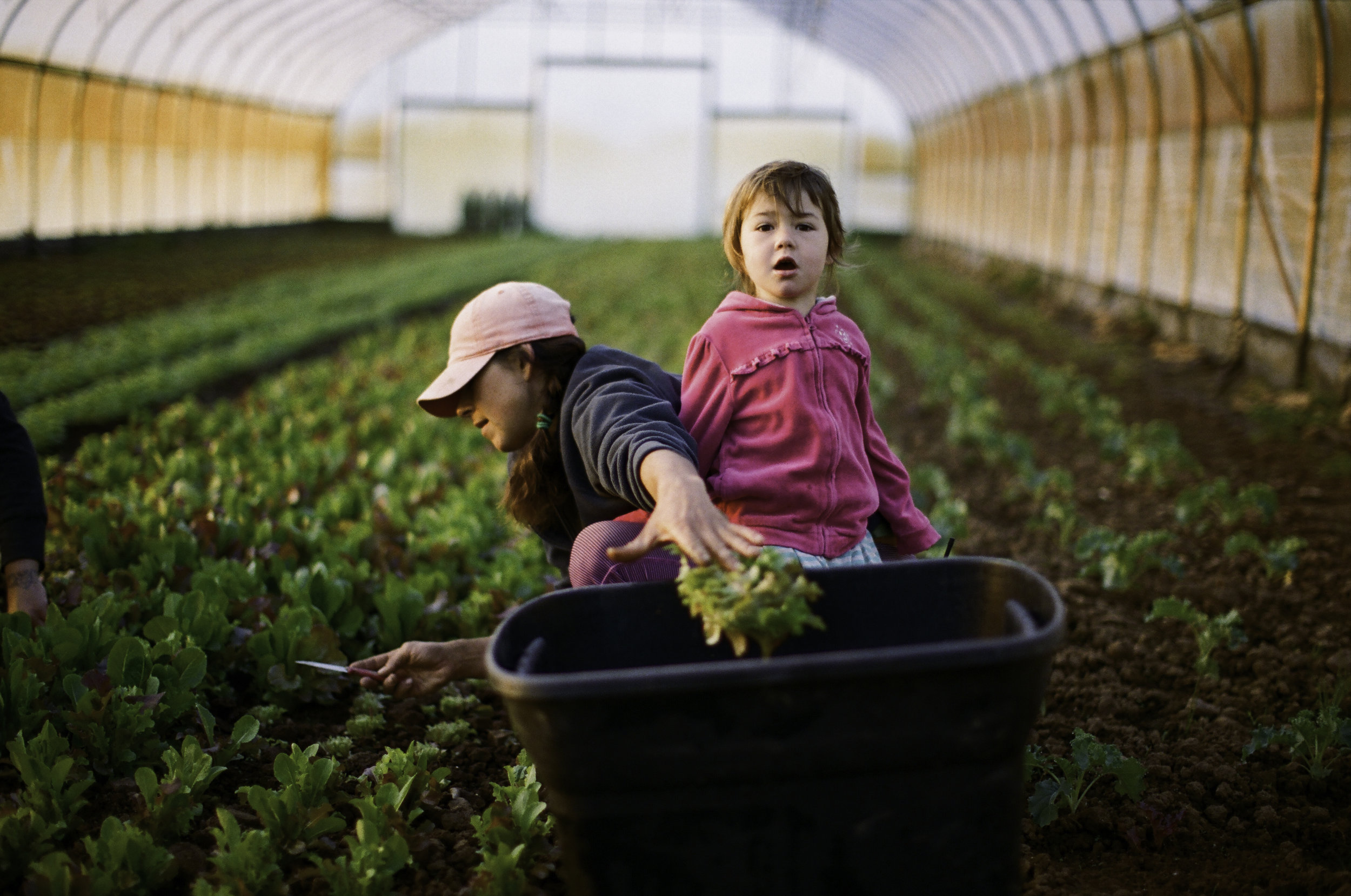  Sunshine and her youngest daughter, Natasha, in a high tunnel harvesting baby lettuce. Their day typically starts at 6:30 AM and goes until 7 to 8 PM. 