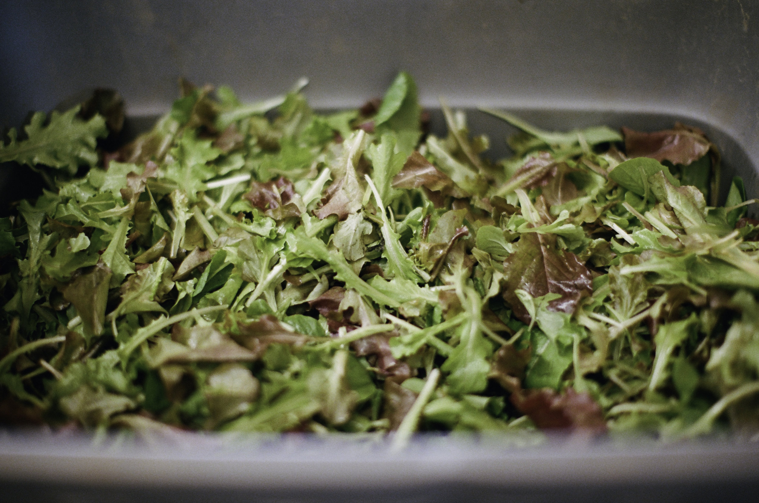  Harvested baby lettuce ready to be washed, &nbsp;packed &nbsp;and delivered. 
