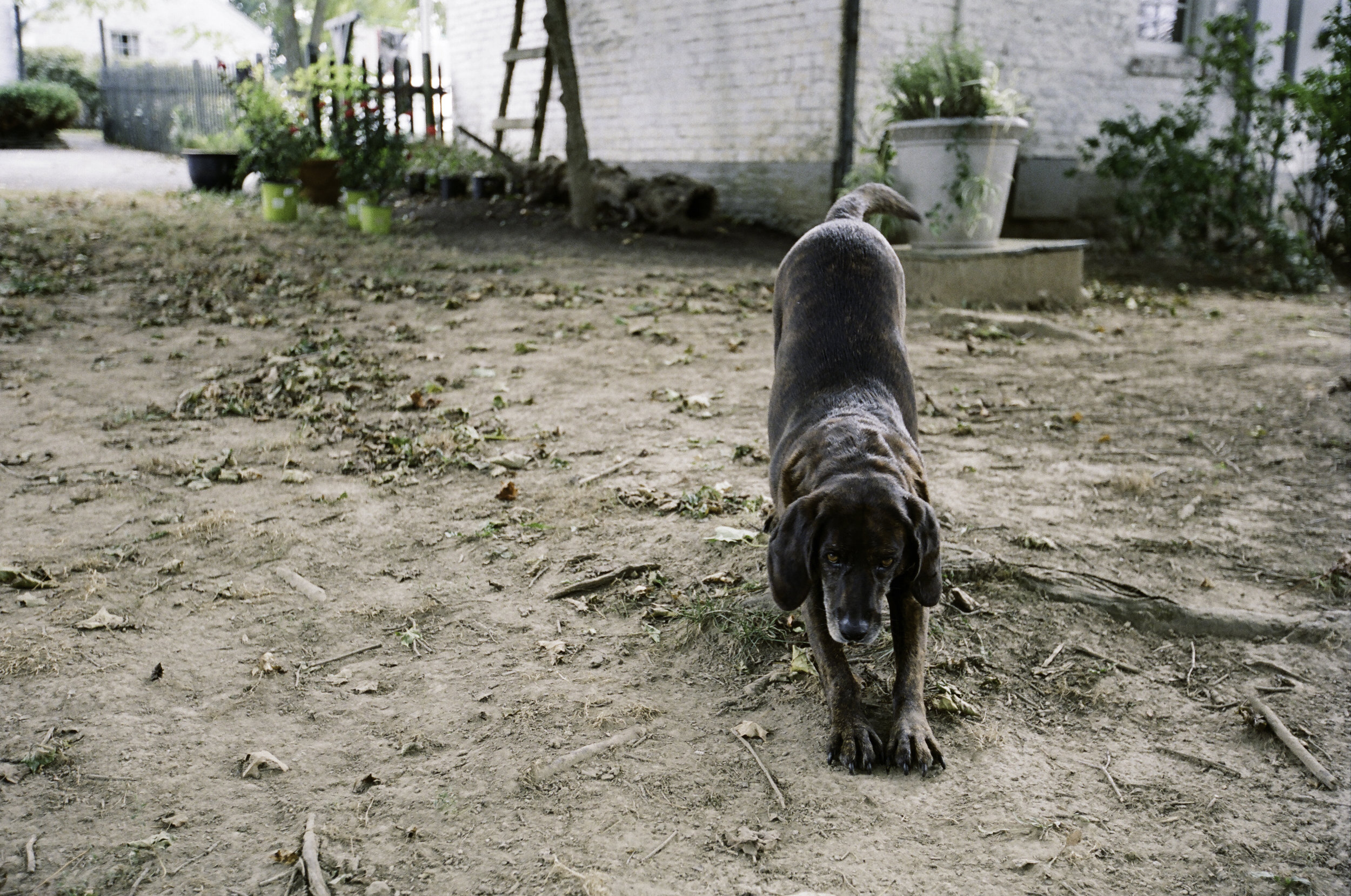 Sawyer, a new puppy on the farm.