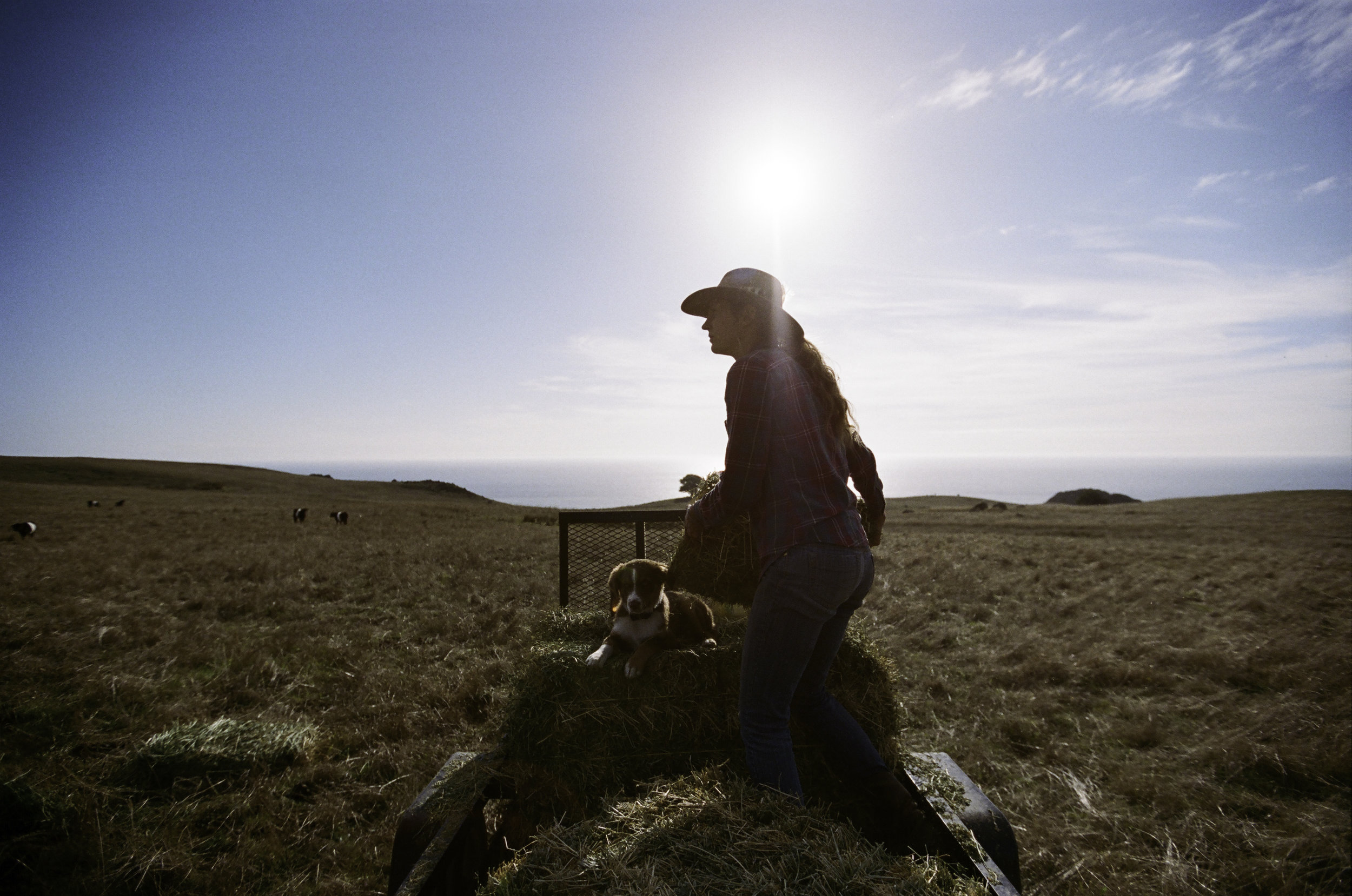  Suey tossing hay while Cherokee keeps company. - Jenner, CA 