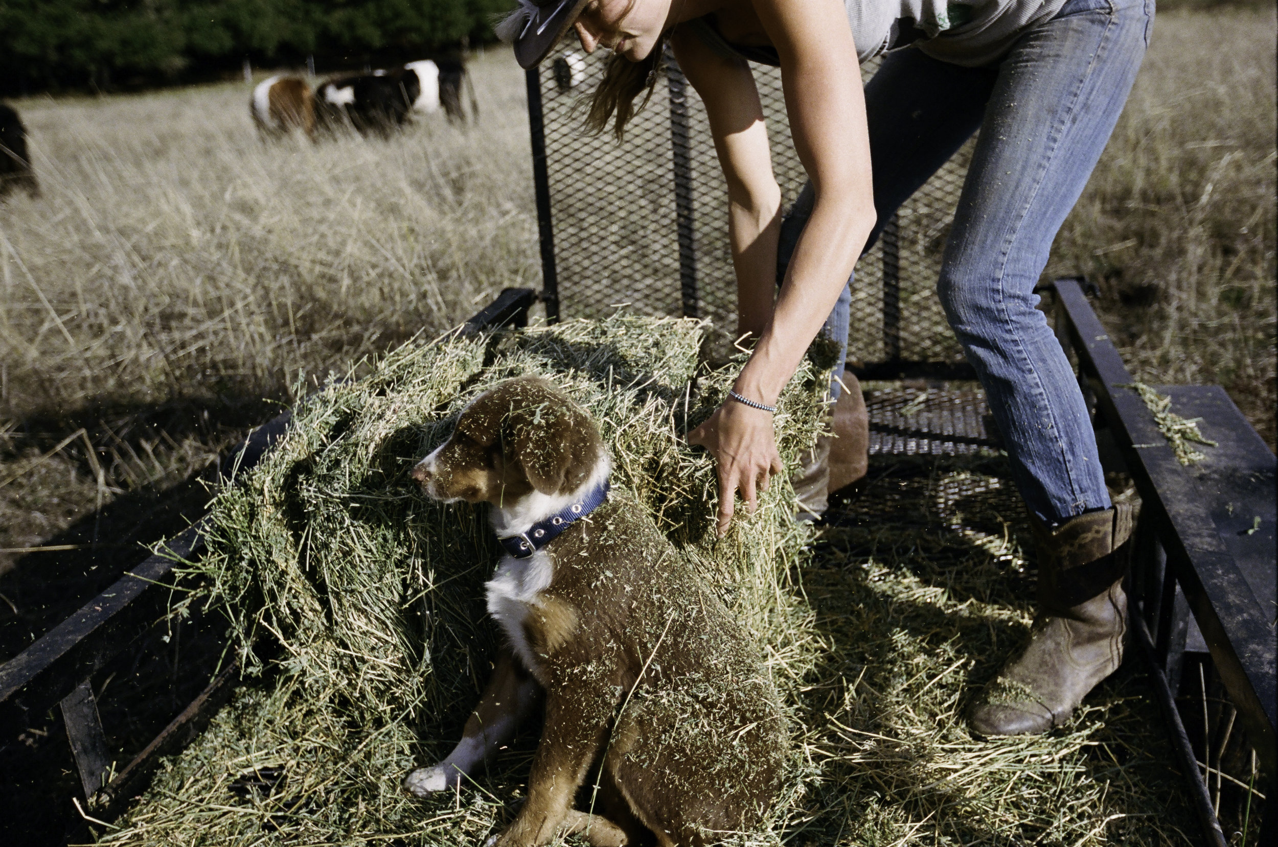  Suey tossing hay while Cherokee keeps company. - Jenner, CA 