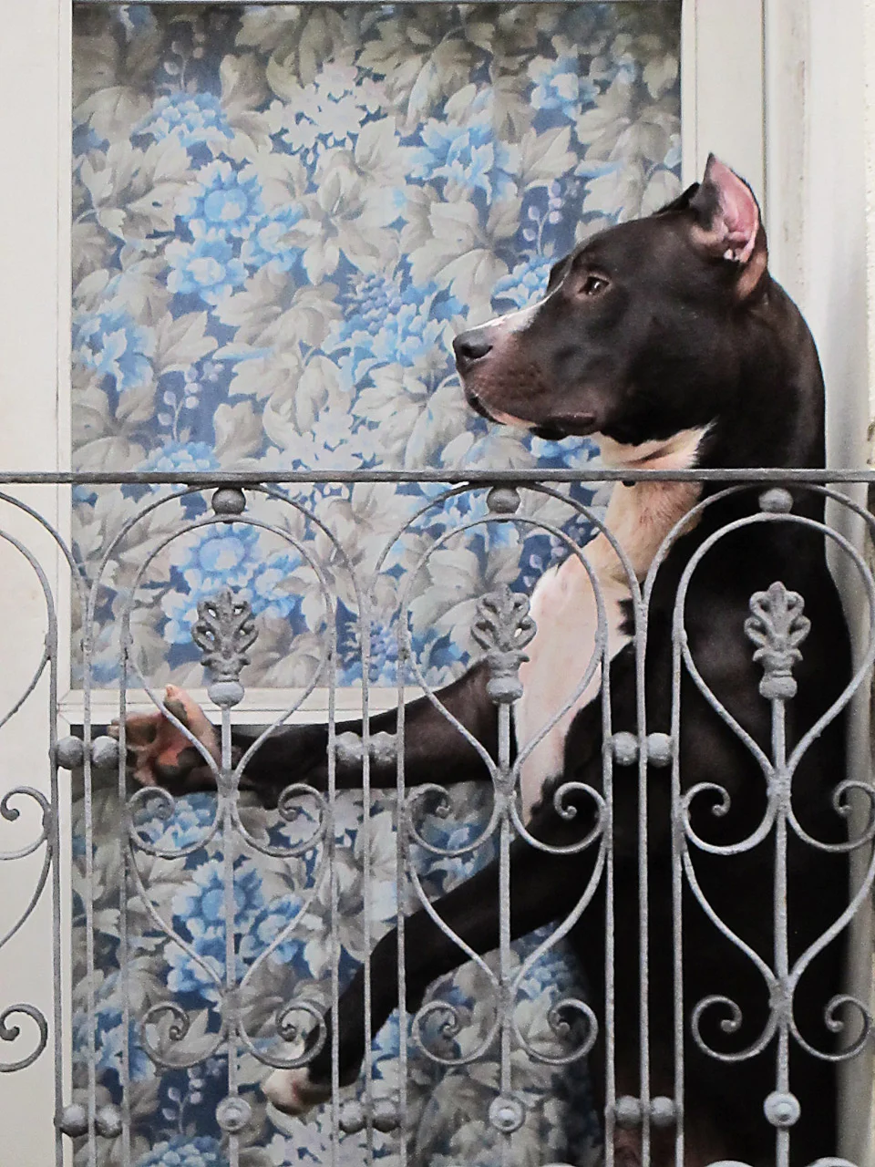 dog waiting , montevideo, uruquai 2014