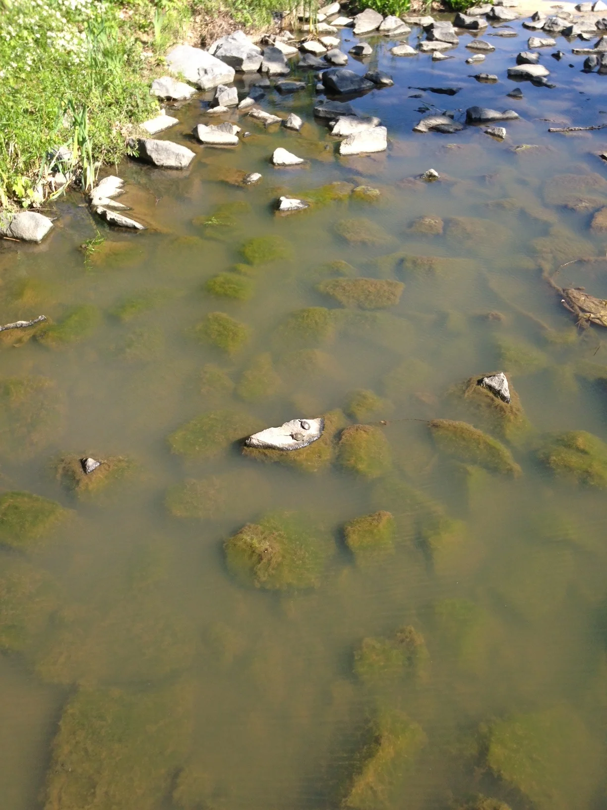 i spy two little sunbathing turtles