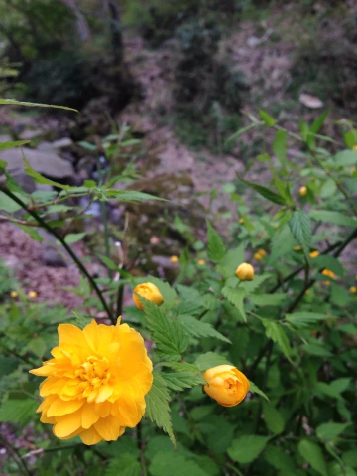 Beauty in the brambles
