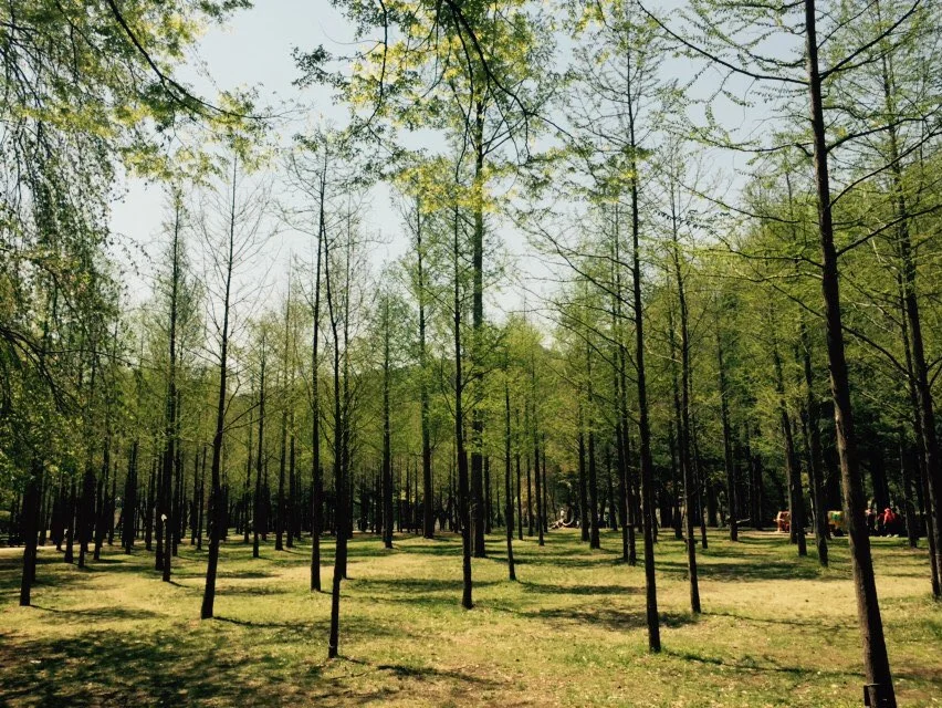 Nami Island, April 2015