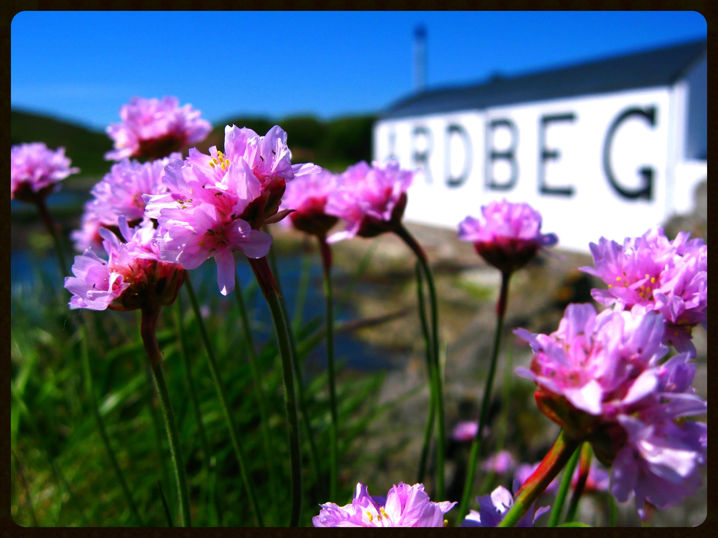 Ardbeg-distillery.jpg