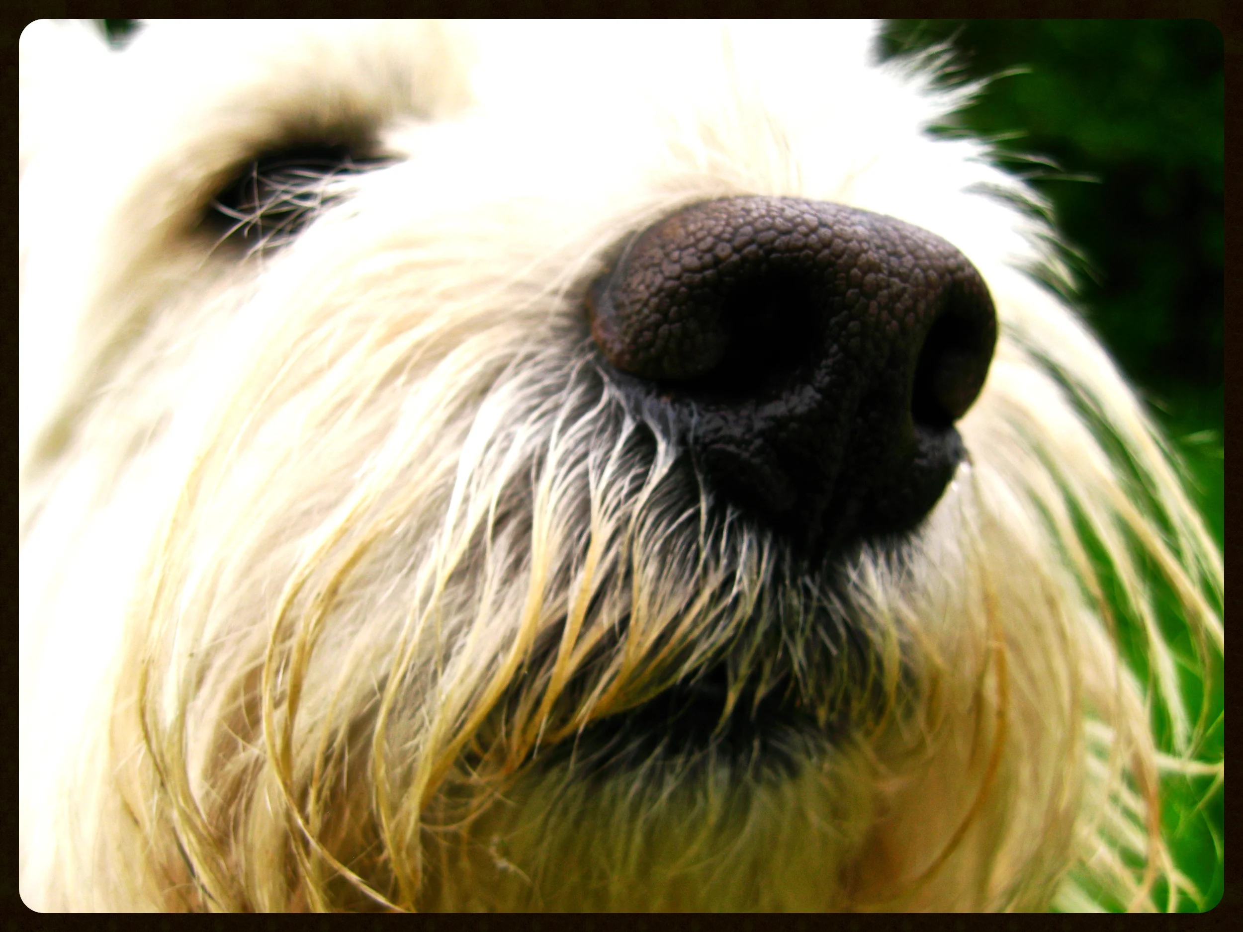 Dog's-nose.jpg