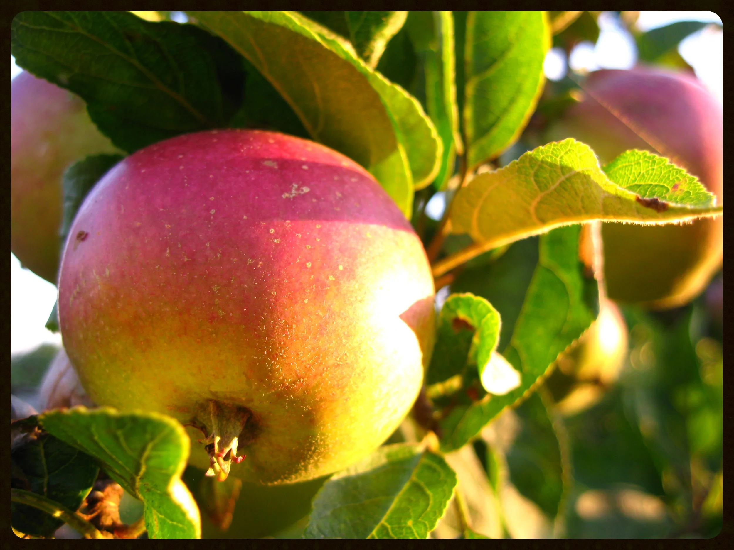 Apples-orchard.jpg
