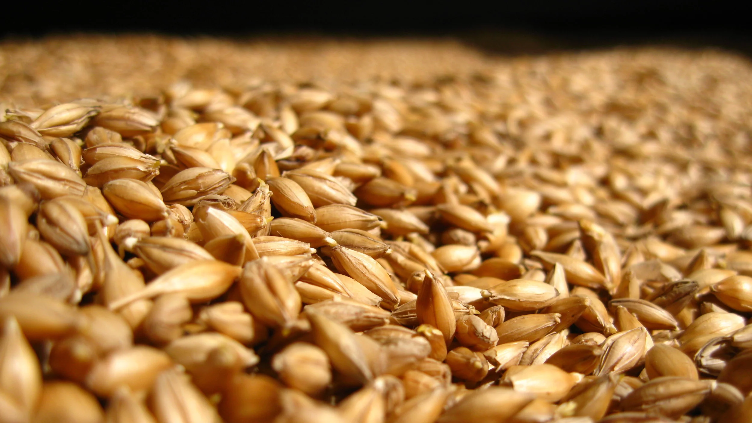 Floor malting barley at the Bowmore Distillery, Islay.