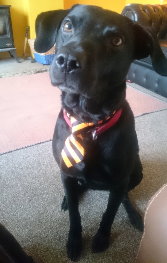My top canine assistant, Diesel
