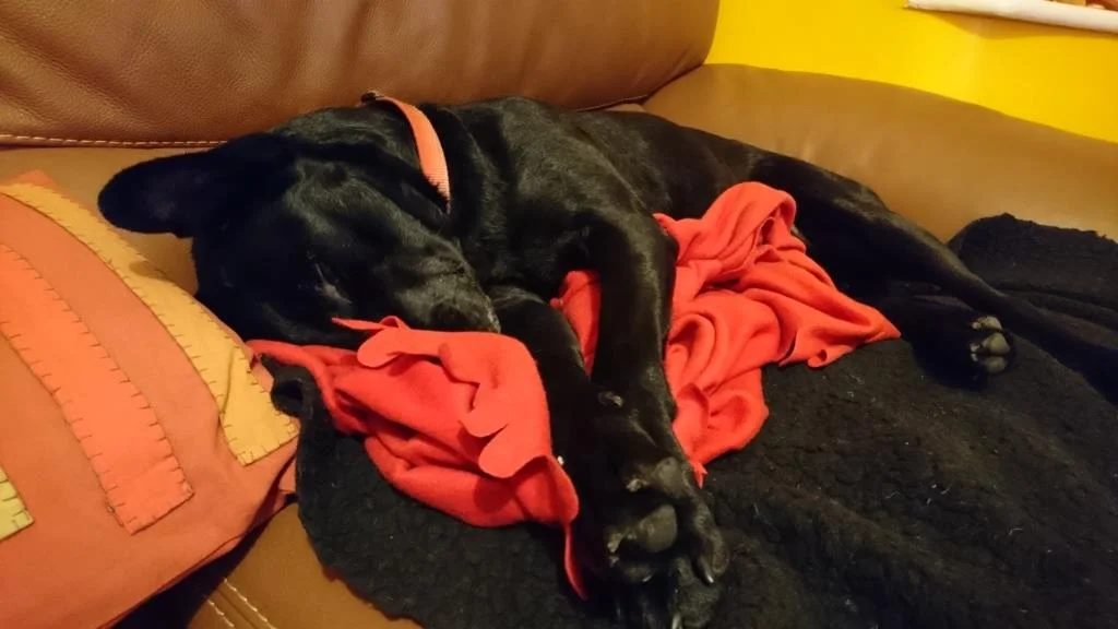 This is our never-going-on-the-sofa dog, Diesel...
