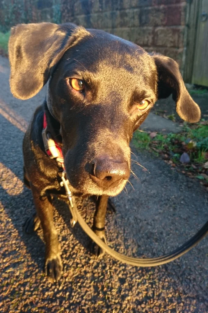 Thought I'd end with a super-cute picture of Diesel dog. Because, why not?!