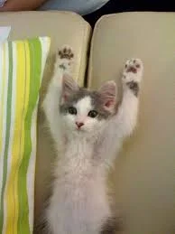 apologies for the gratuitous use of a cute cat