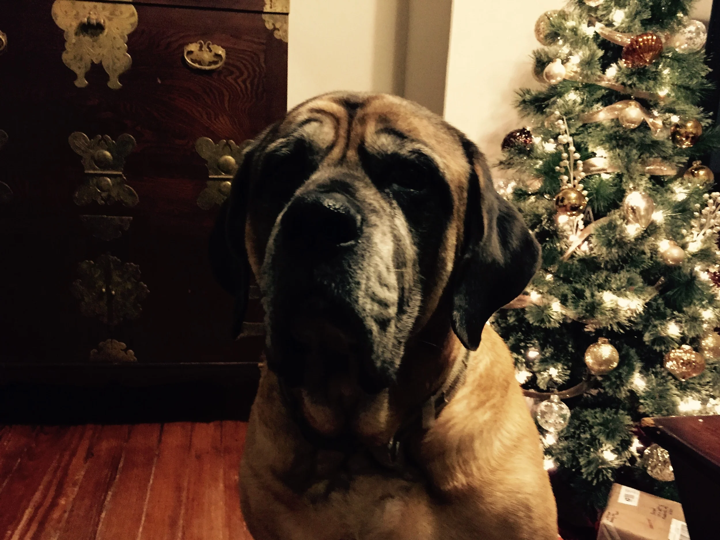 Thora would like to wish you all a Very Merry Christmas! She is really, really excited!