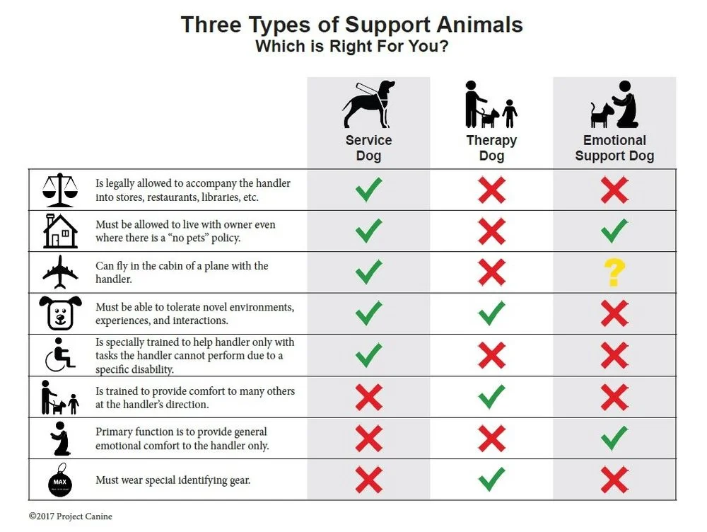 Types Of Service Dogs 2025