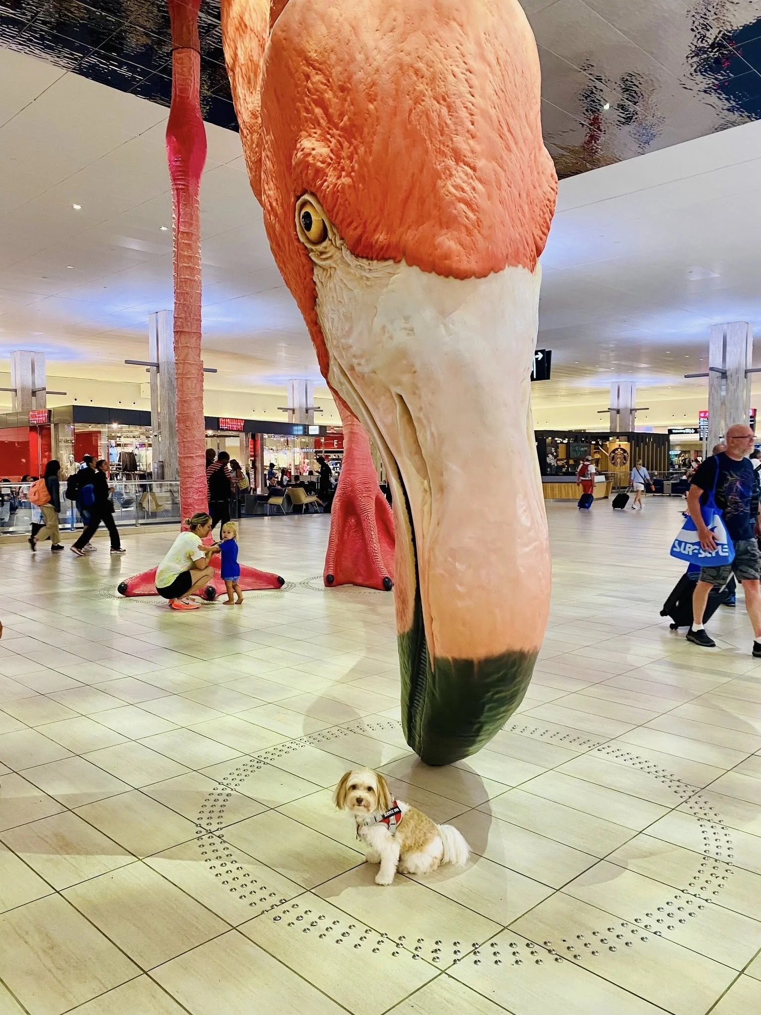 Willow the Service Dog At Tampa Airport