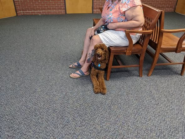 Bella the Service Dog at the Courthouse