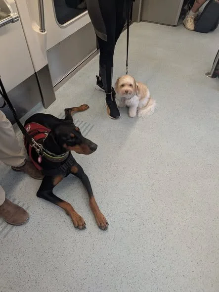 Service Dogs working on the Sky Connect