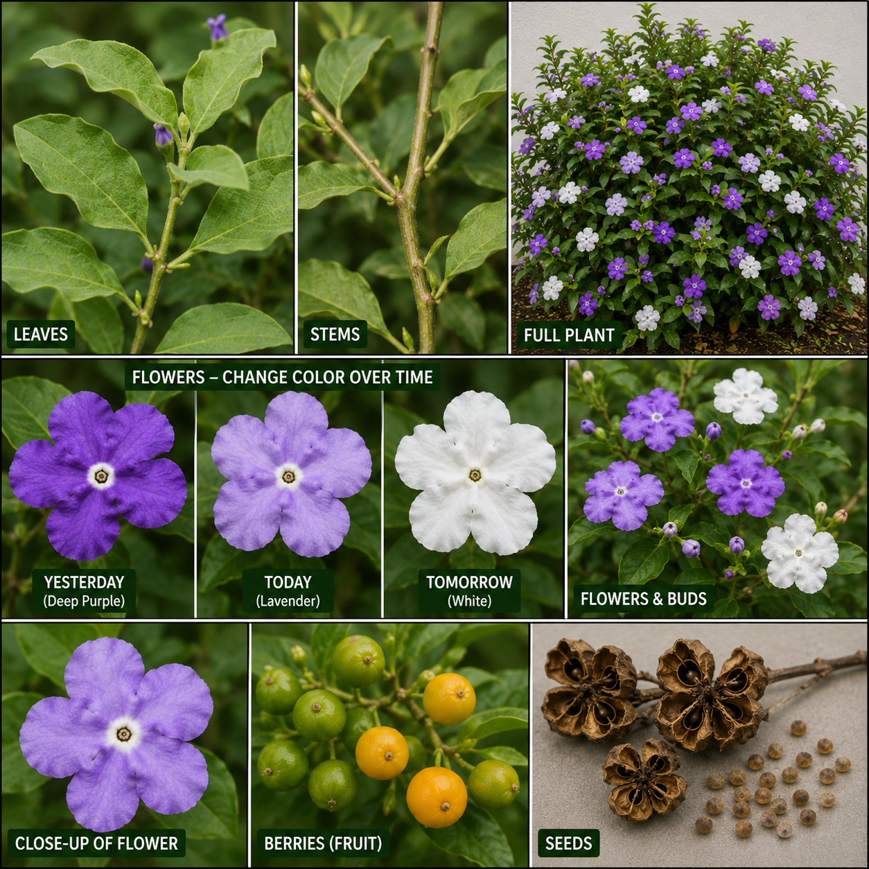 Yesterday-Today-and-Tomorrow (Brunfelsia pauciflora)