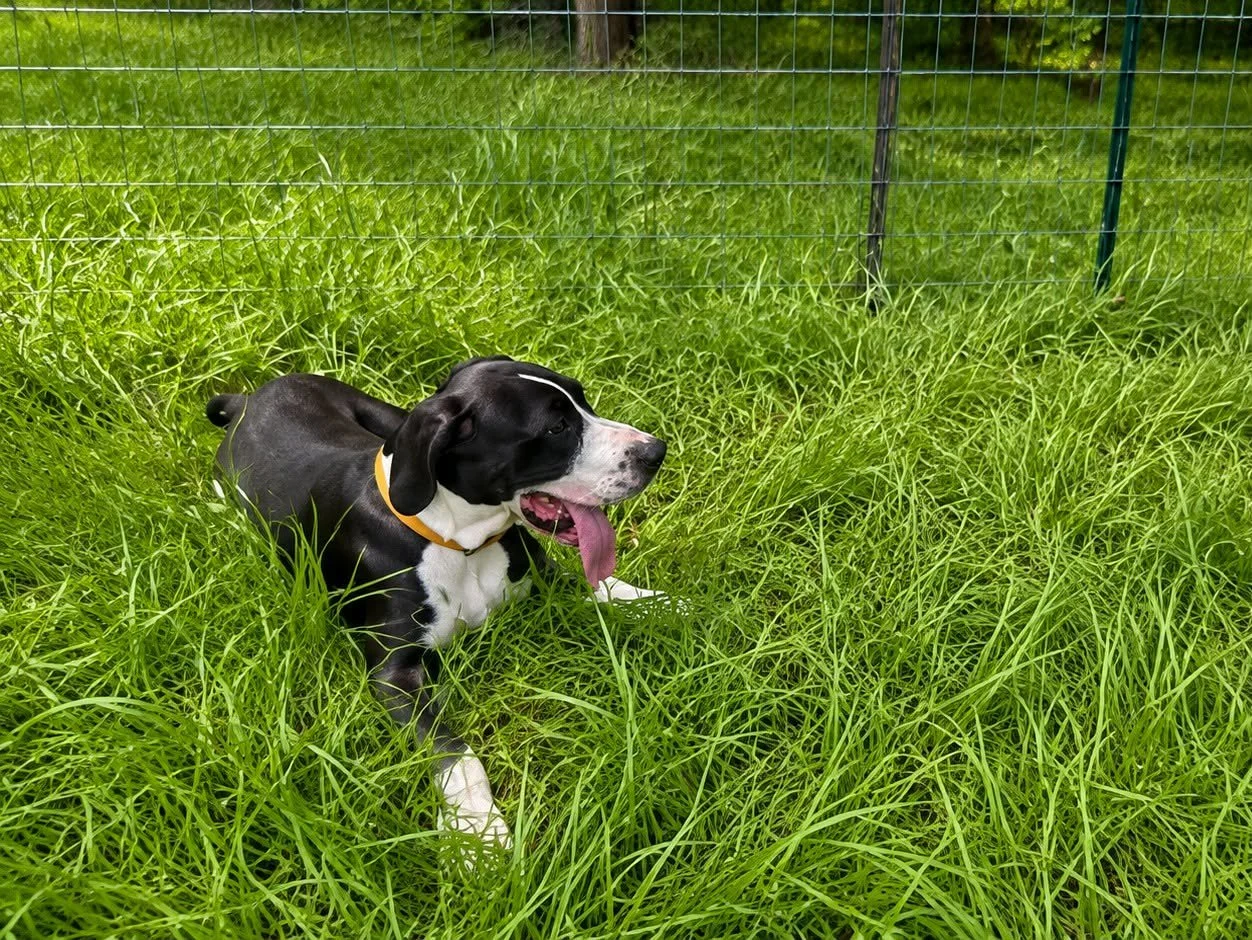 Cecilia Great Dane Puppy