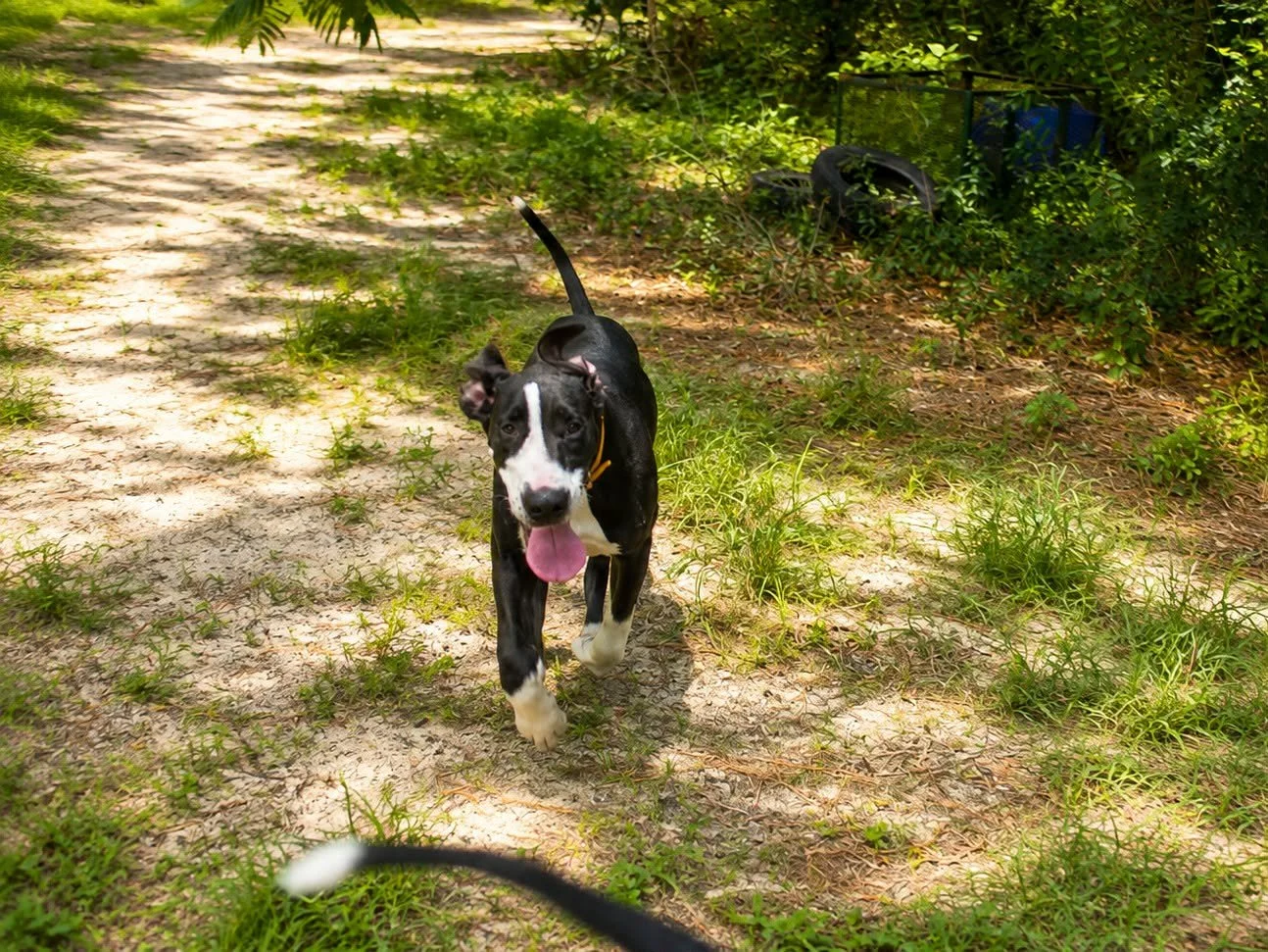  DOB 3.21.26 Female Mantle Great Dane Puppy Available in Florida running in the woods 