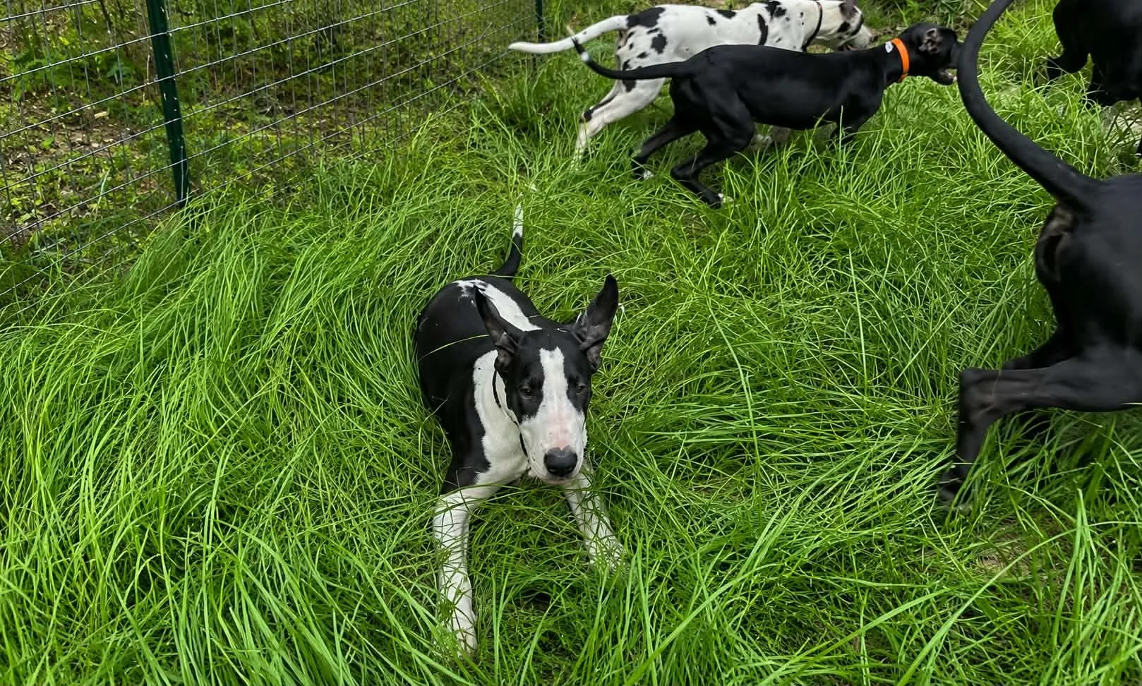 Calypso Queen Great Dane Puppy Cropped Ears