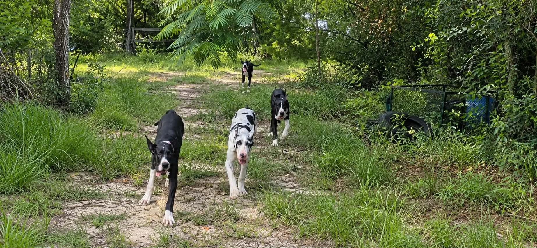 Great Dane Puppies in the woods